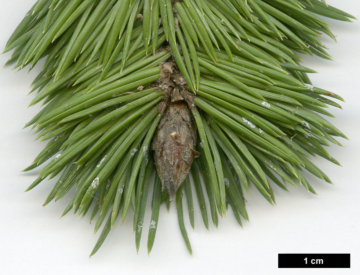 High resolution image: Family: Pinaceae - Genus: Pinus - Taxon: aristata