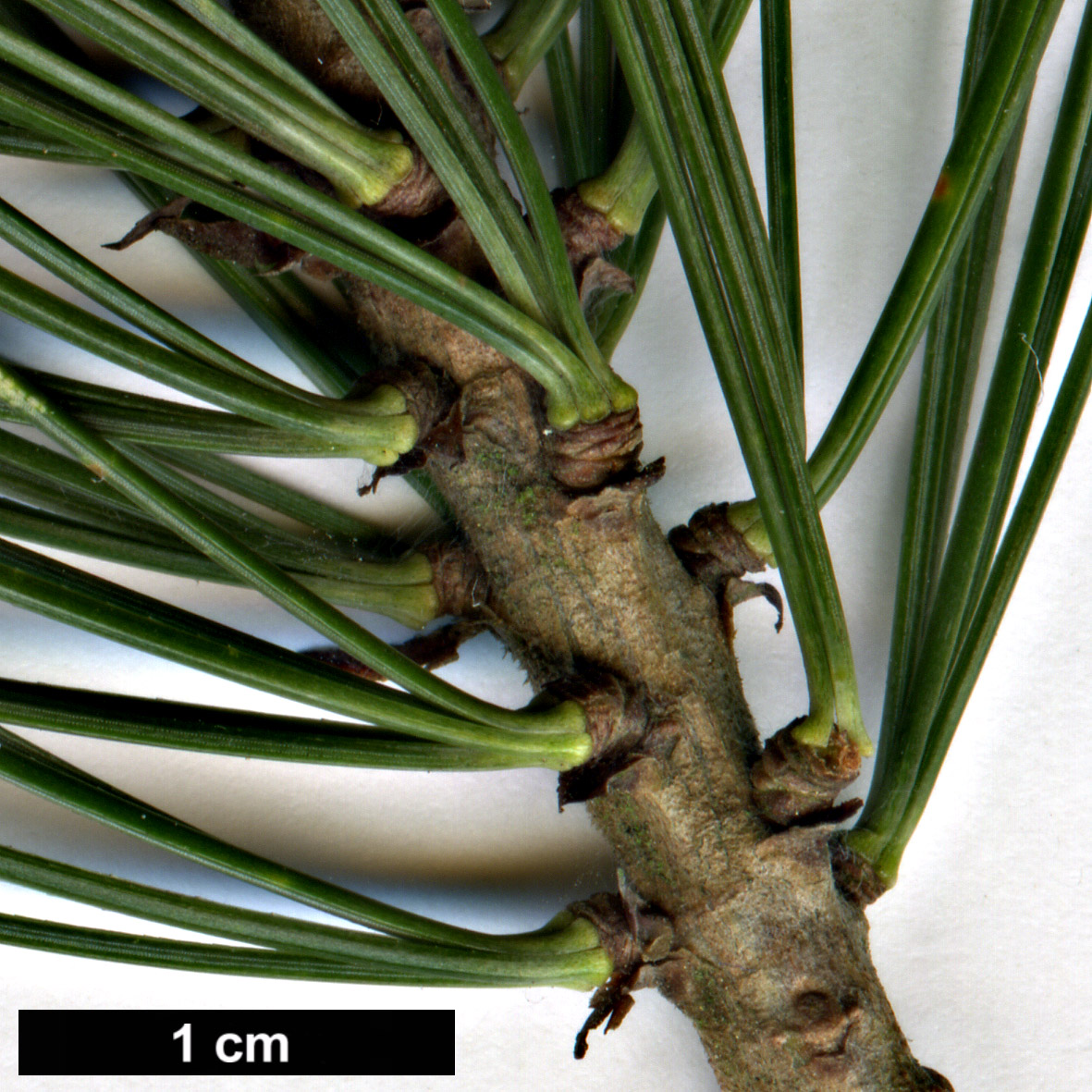 High resolution image: Family: Pinaceae - Genus: Pinus - Taxon: ayacahuite