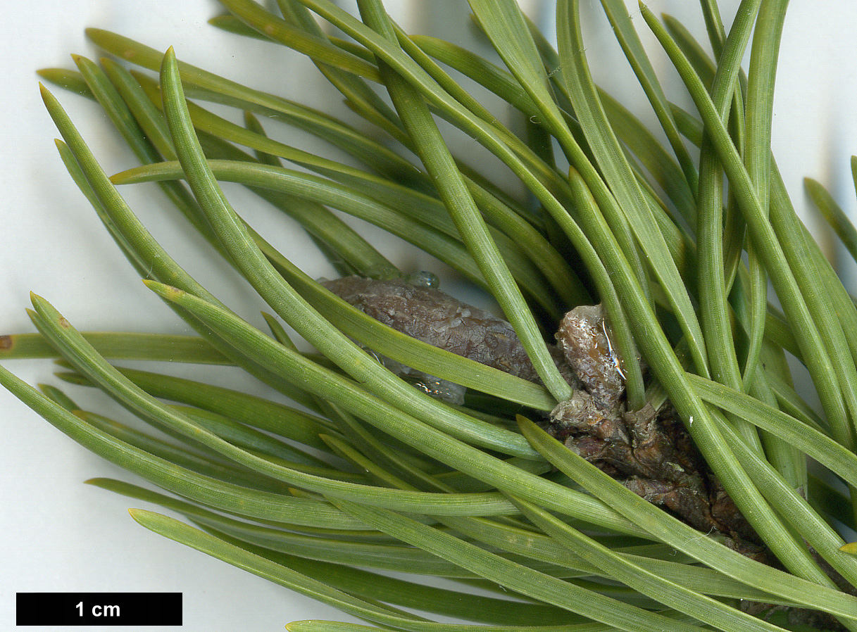 High resolution image: Family: Pinaceae - Genus: Pinus - Taxon: banksiana