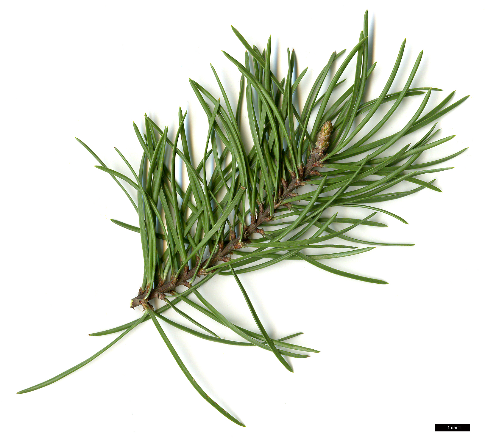 High resolution image: Family: Pinaceae - Genus: Pinus - Taxon: banksiana