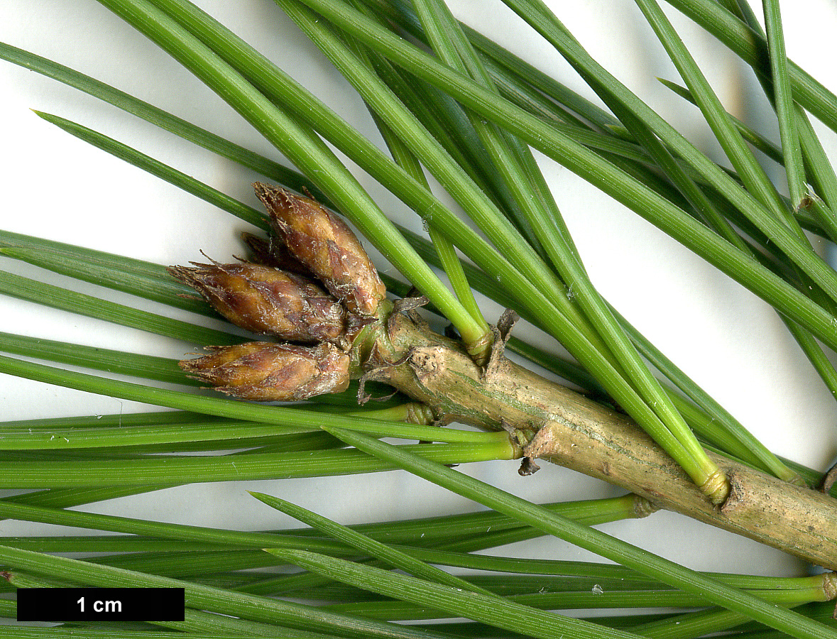 High resolution image: Family: Pinaceae - Genus: Pinus - Taxon: bungeana