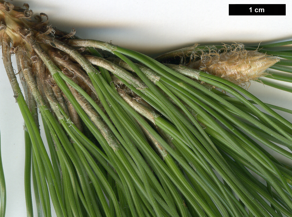 High resolution image: Family: Pinaceae - Genus: Pinus - Taxon: canariensis