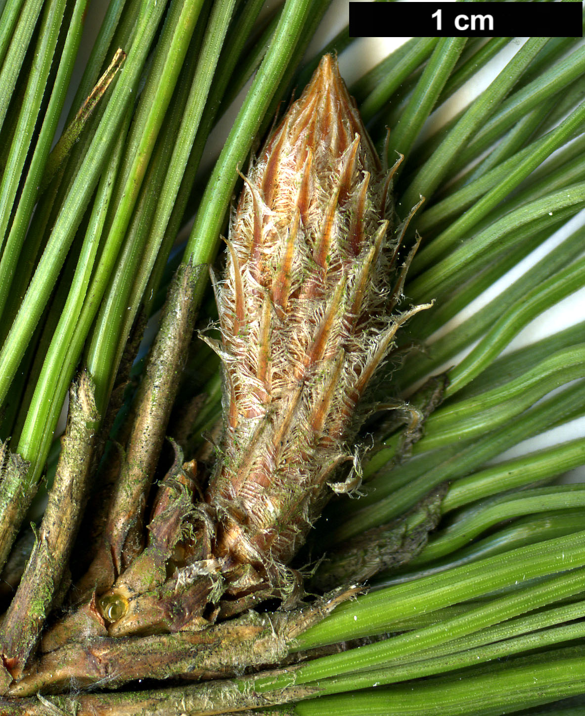 High resolution image: Family: Pinaceae - Genus: Pinus - Taxon: canariensis