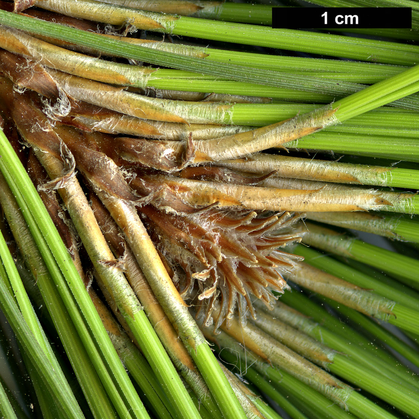 High resolution image: Family: Pinaceae - Genus: Pinus - Taxon: canariensis