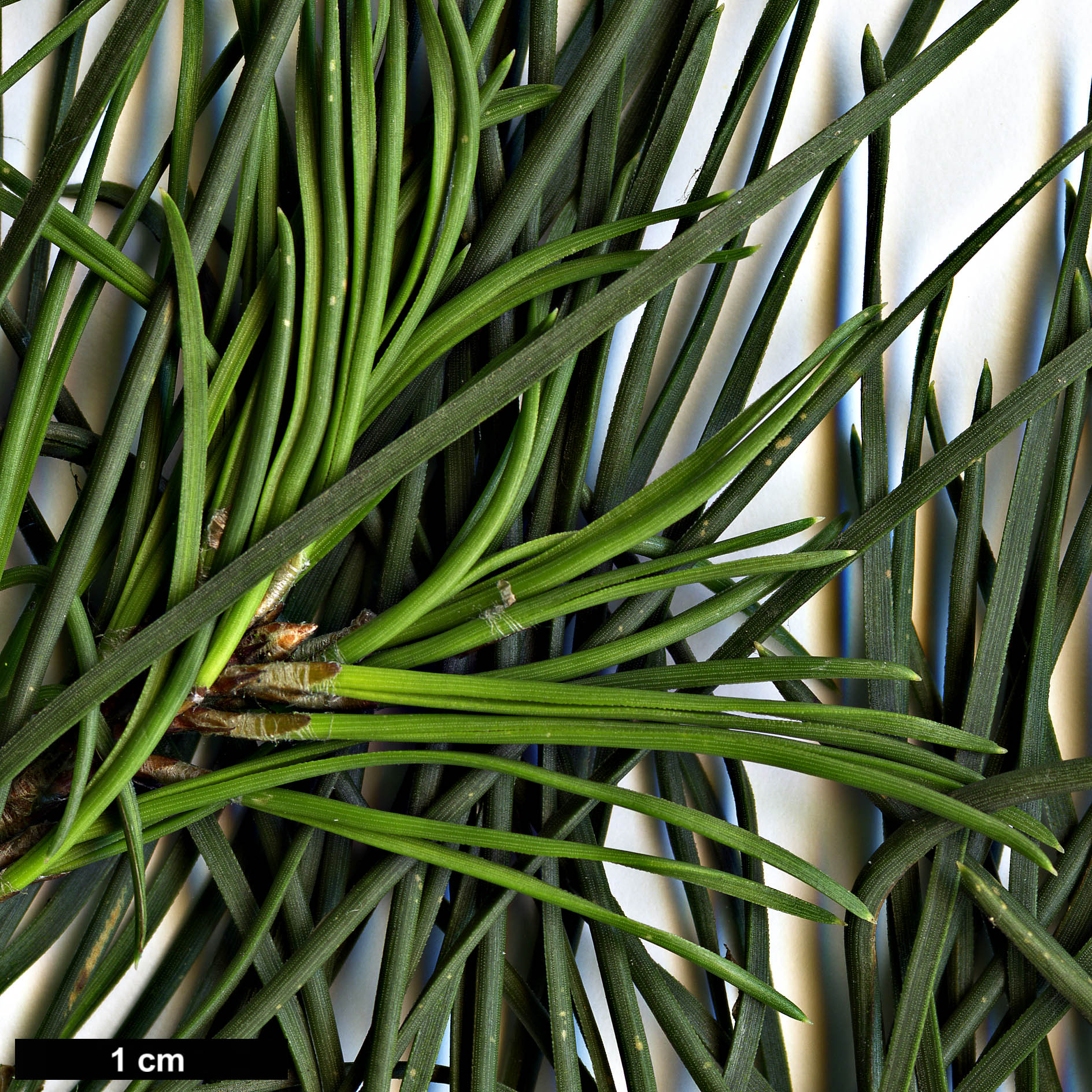 High resolution image: Family: Pinaceae - Genus: Pinus - Taxon: clausa