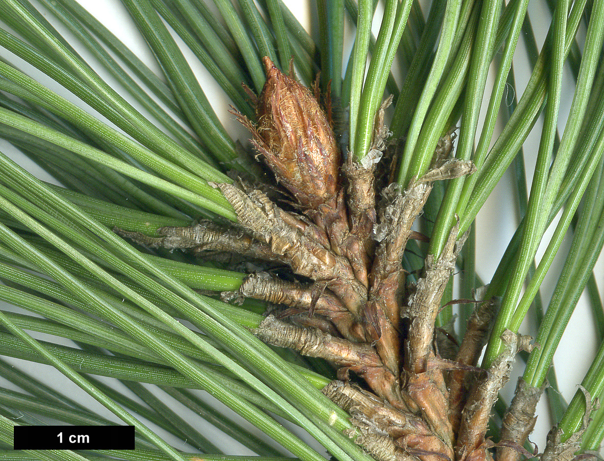 High resolution image: Family: Pinaceae - Genus: Pinus - Taxon: coulteri