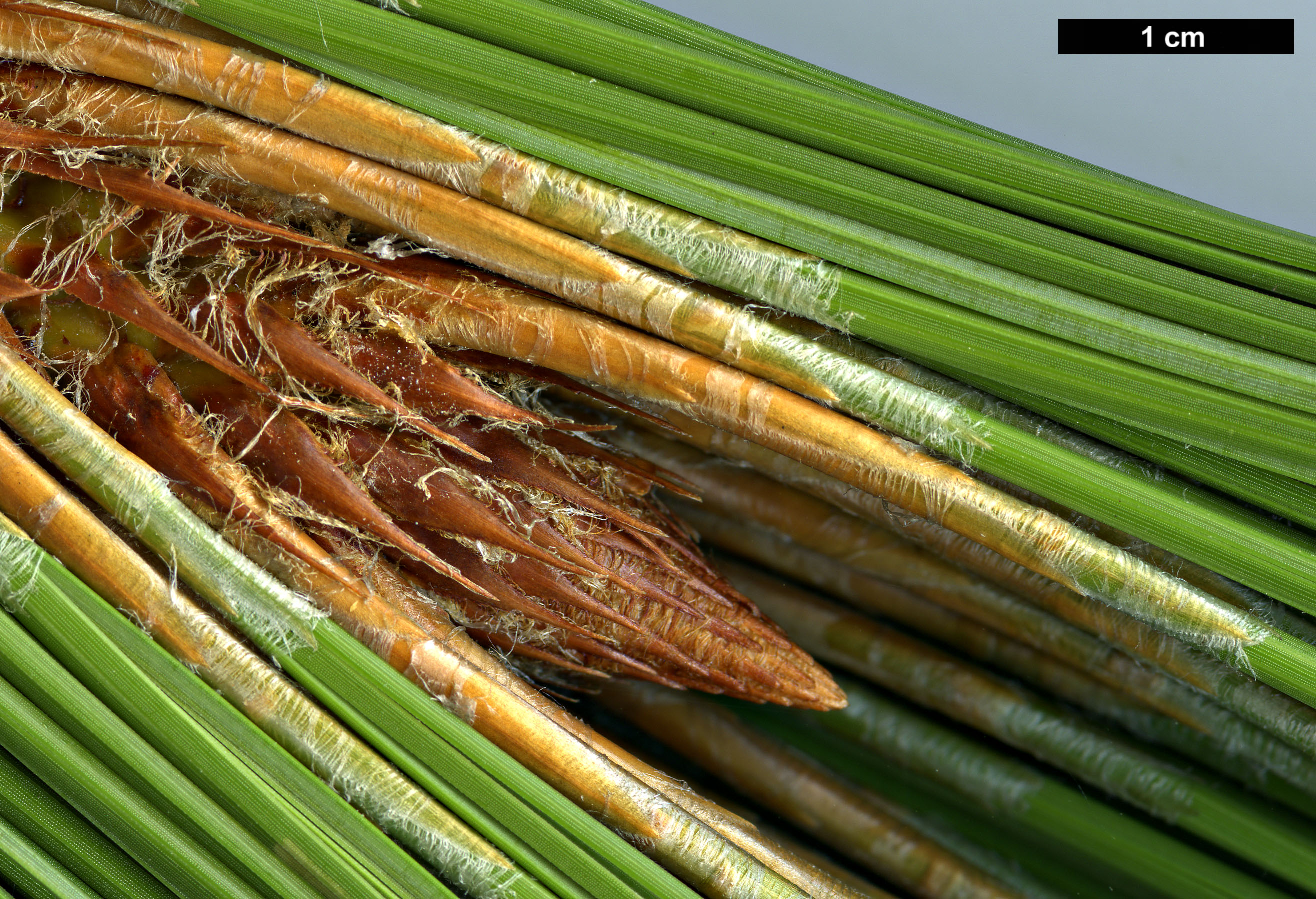 High resolution image: Family: Pinaceae - Genus: Pinus - Taxon: devoniana