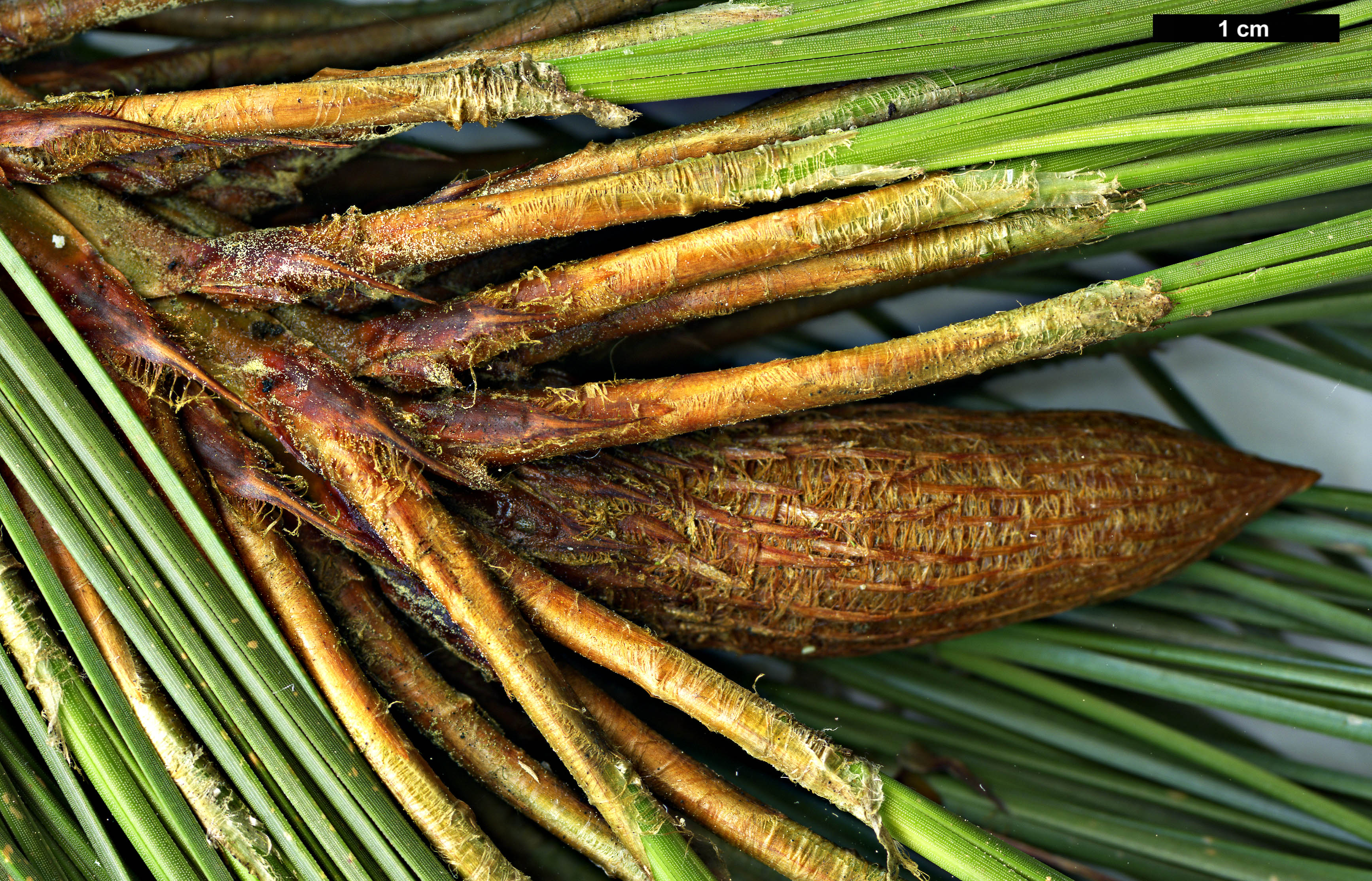 High resolution image: Family: Pinaceae - Genus: Pinus - Taxon: devoniana