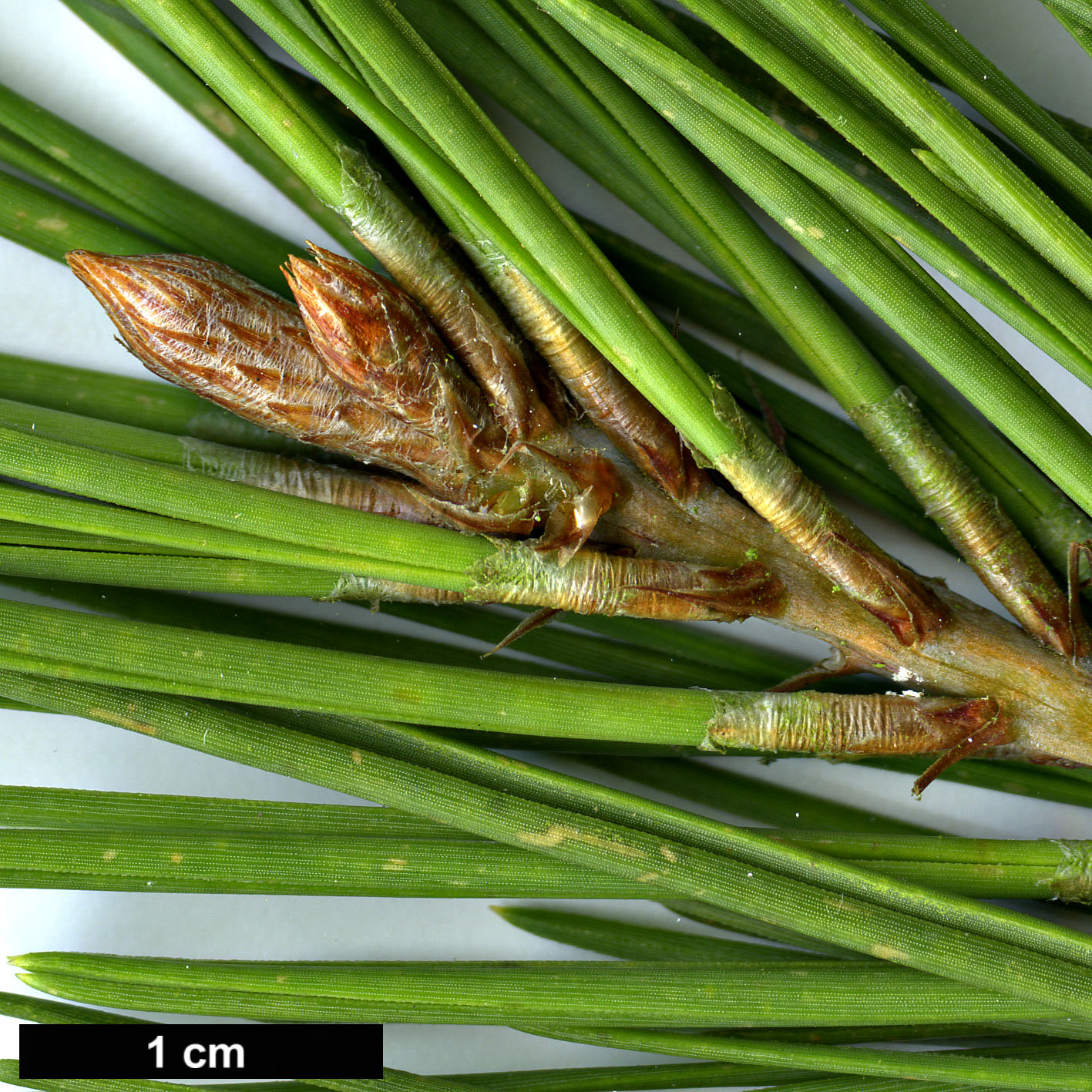 High resolution image: Family: Pinaceae - Genus: Pinus - Taxon: echinata