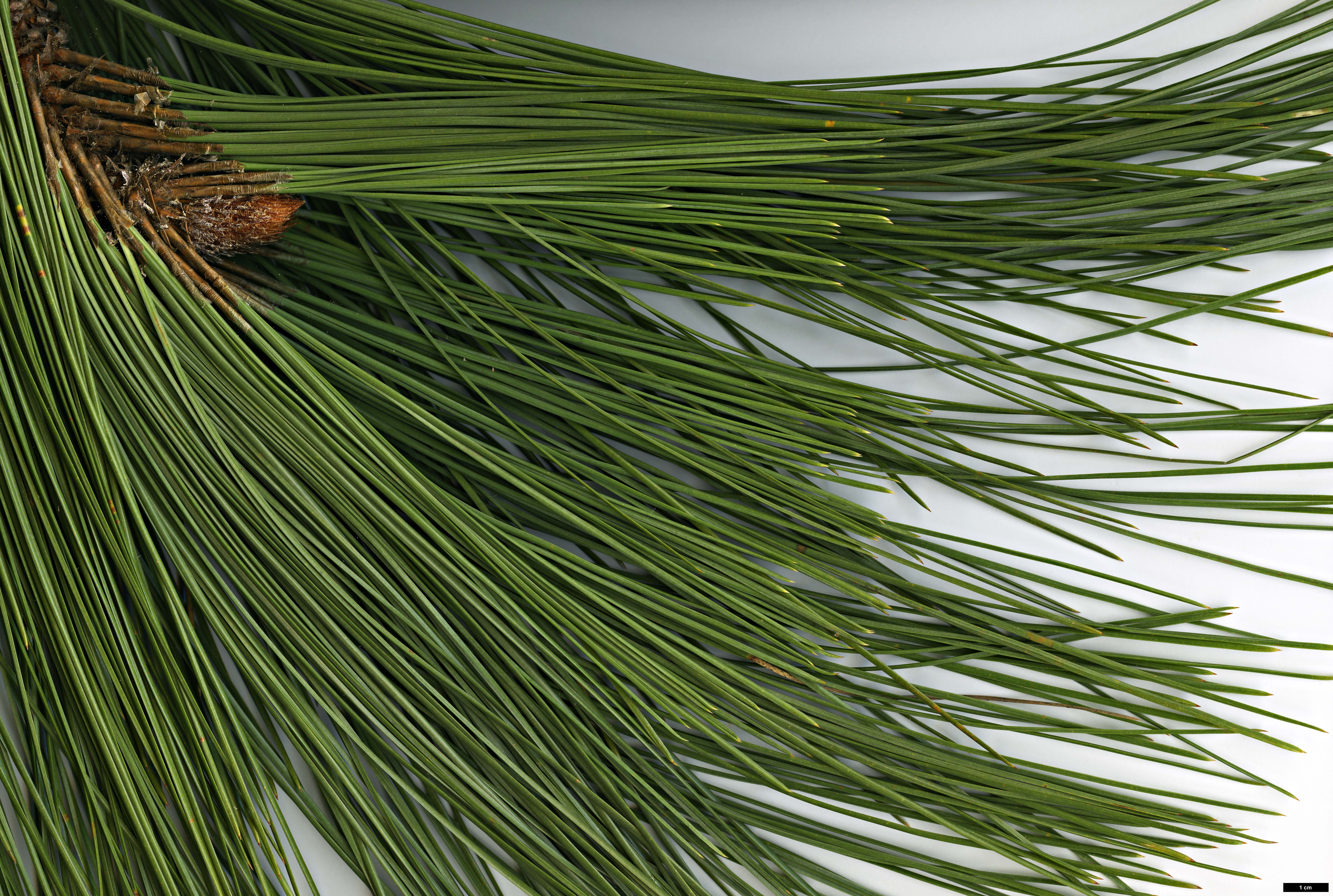 High resolution image: Family: Pinaceae - Genus: Pinus - Taxon: engelmannii