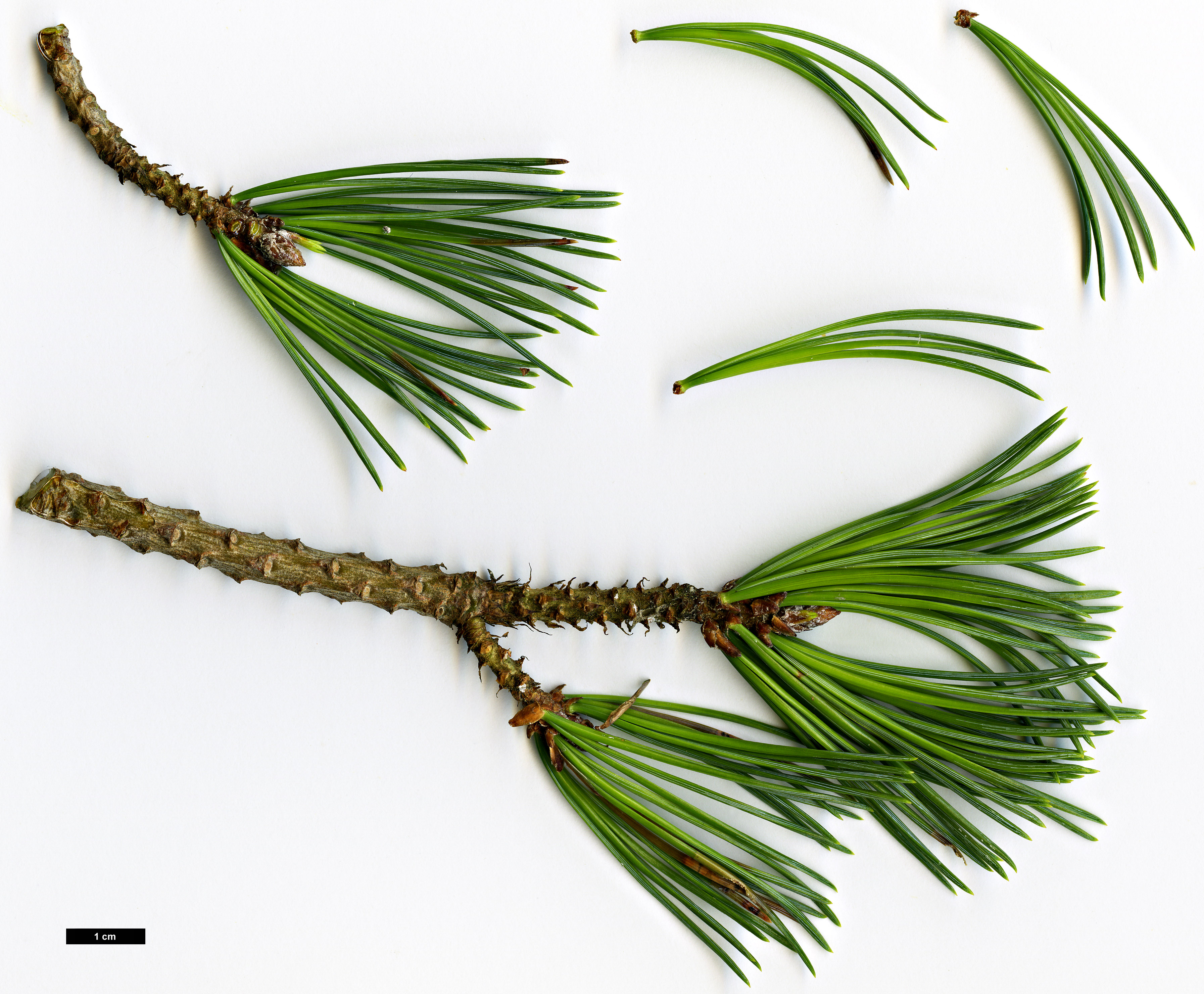 High resolution image: Family: Pinaceae - Genus: Pinus - Taxon: flexilis