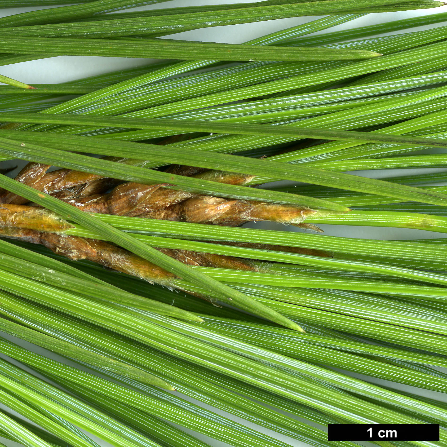 High resolution image: Family: Pinaceae - Genus: Pinus - Taxon: gerardiana