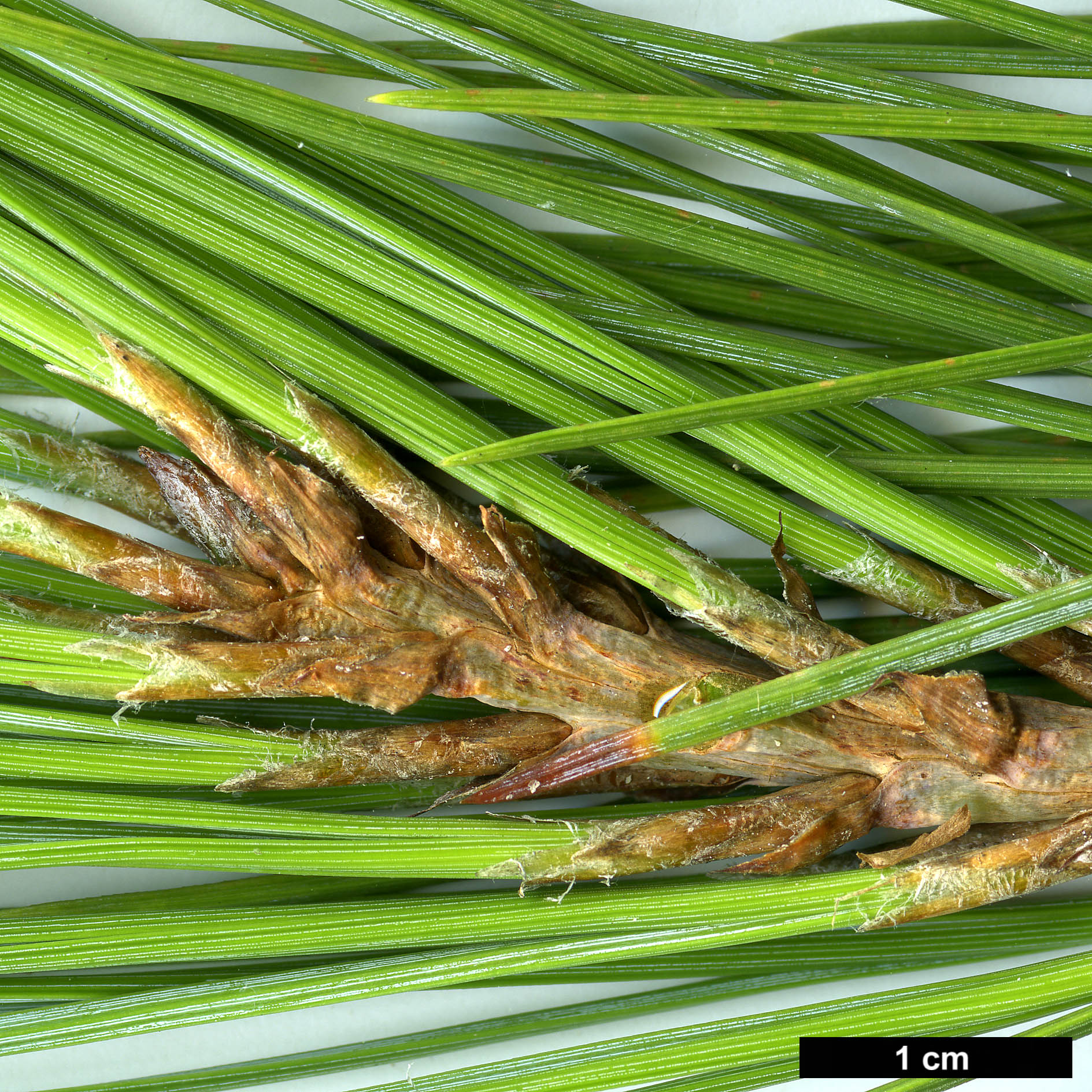 High resolution image: Family: Pinaceae - Genus: Pinus - Taxon: gerardiana