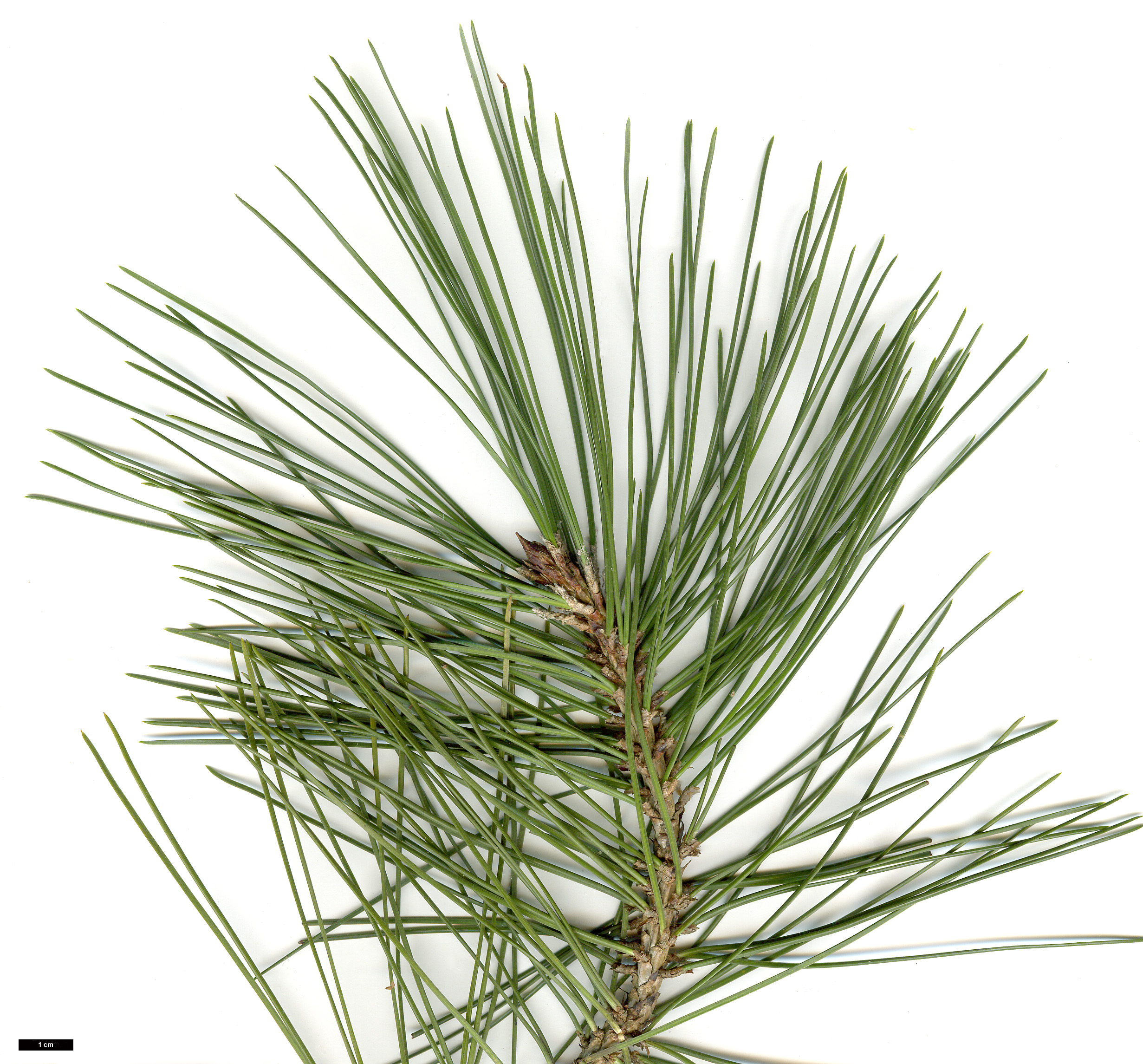 High resolution image: Family: Pinaceae - Genus: Pinus - Taxon: heldreichii