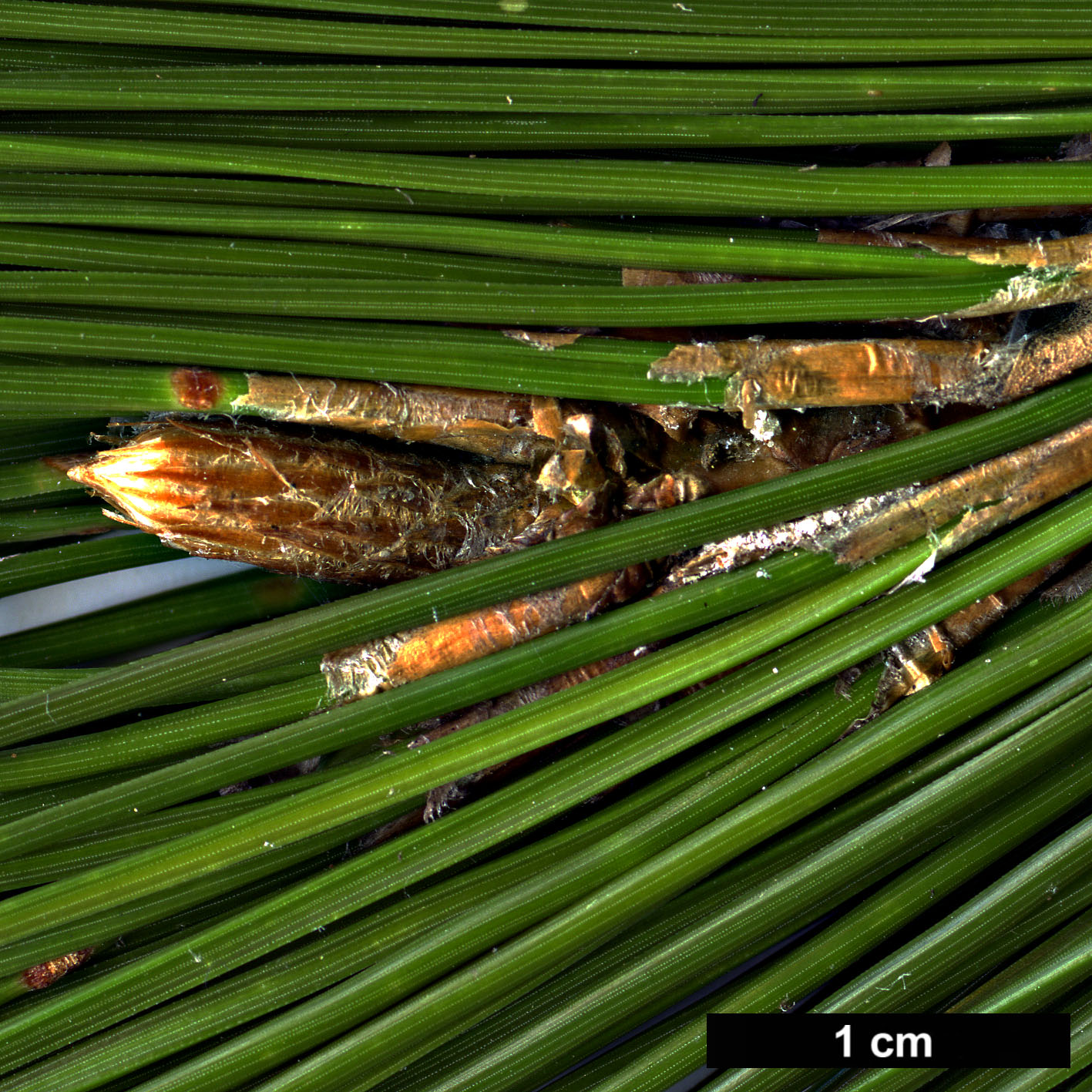 High resolution image: Family: Pinaceae - Genus: Pinus - Taxon: henryi