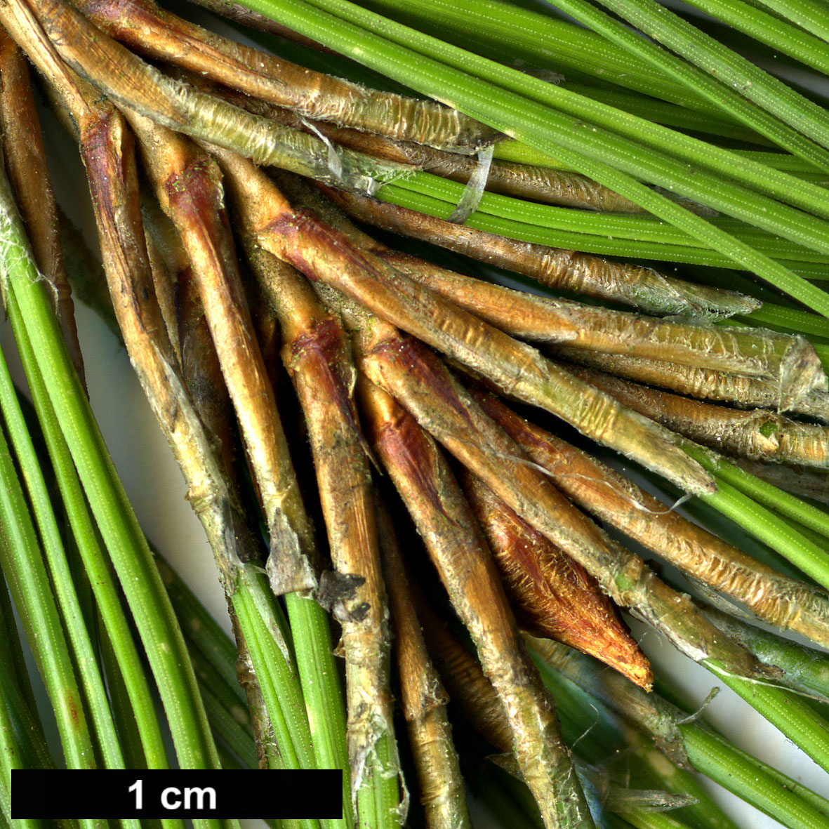 High resolution image: Family: Pinaceae - Genus: Pinus - Taxon: kesiya