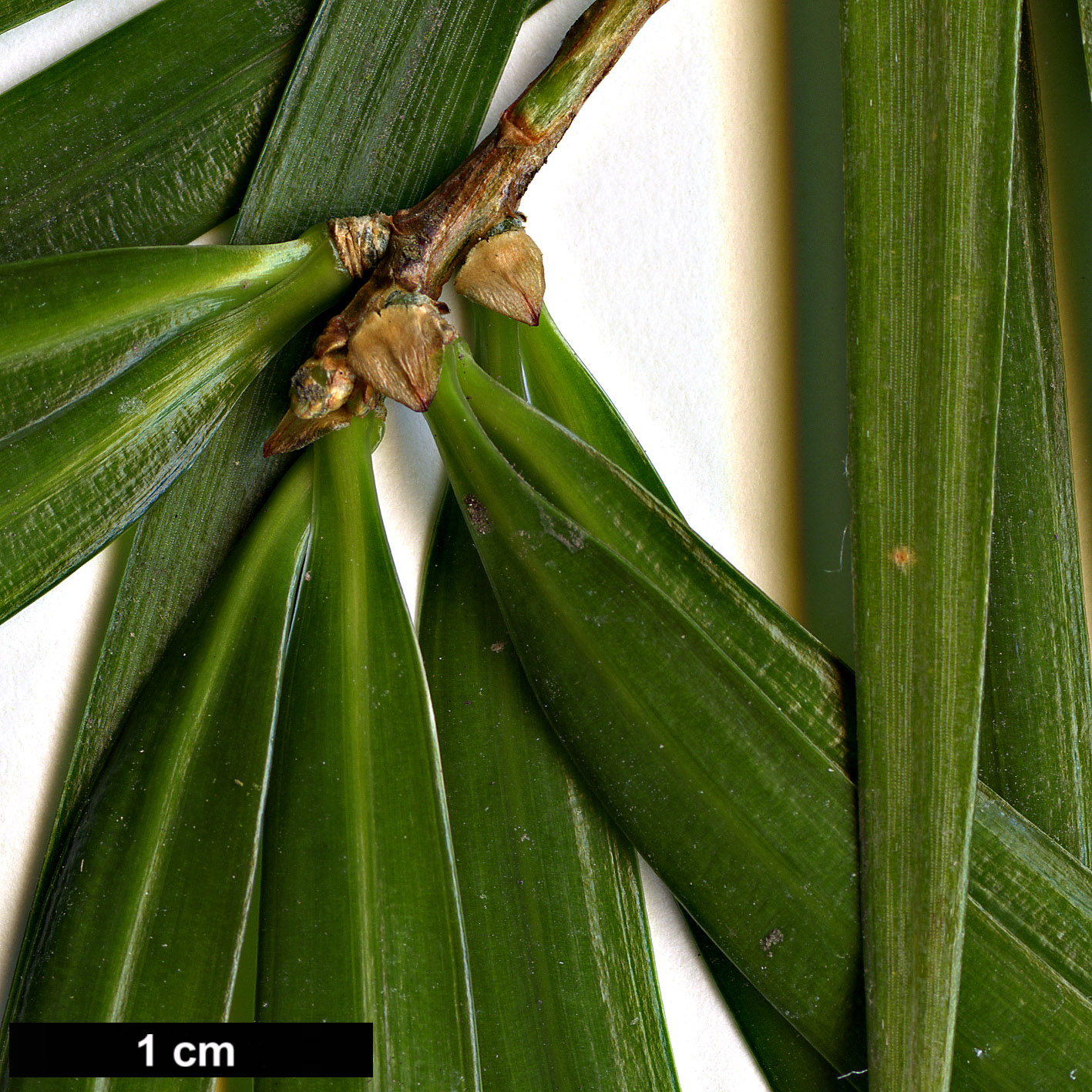 High resolution image: Family: Pinaceae - Genus: Pinus - Taxon: krempfii