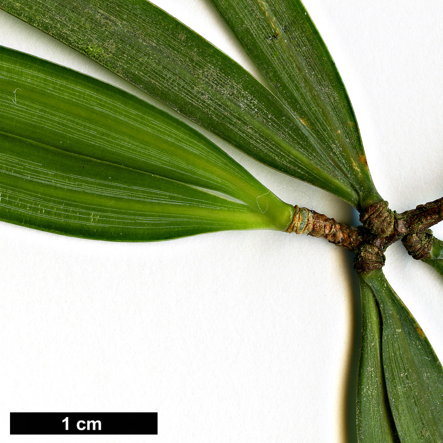 High resolution image: Family: Pinaceae - Genus: Pinus - Taxon: krempfii