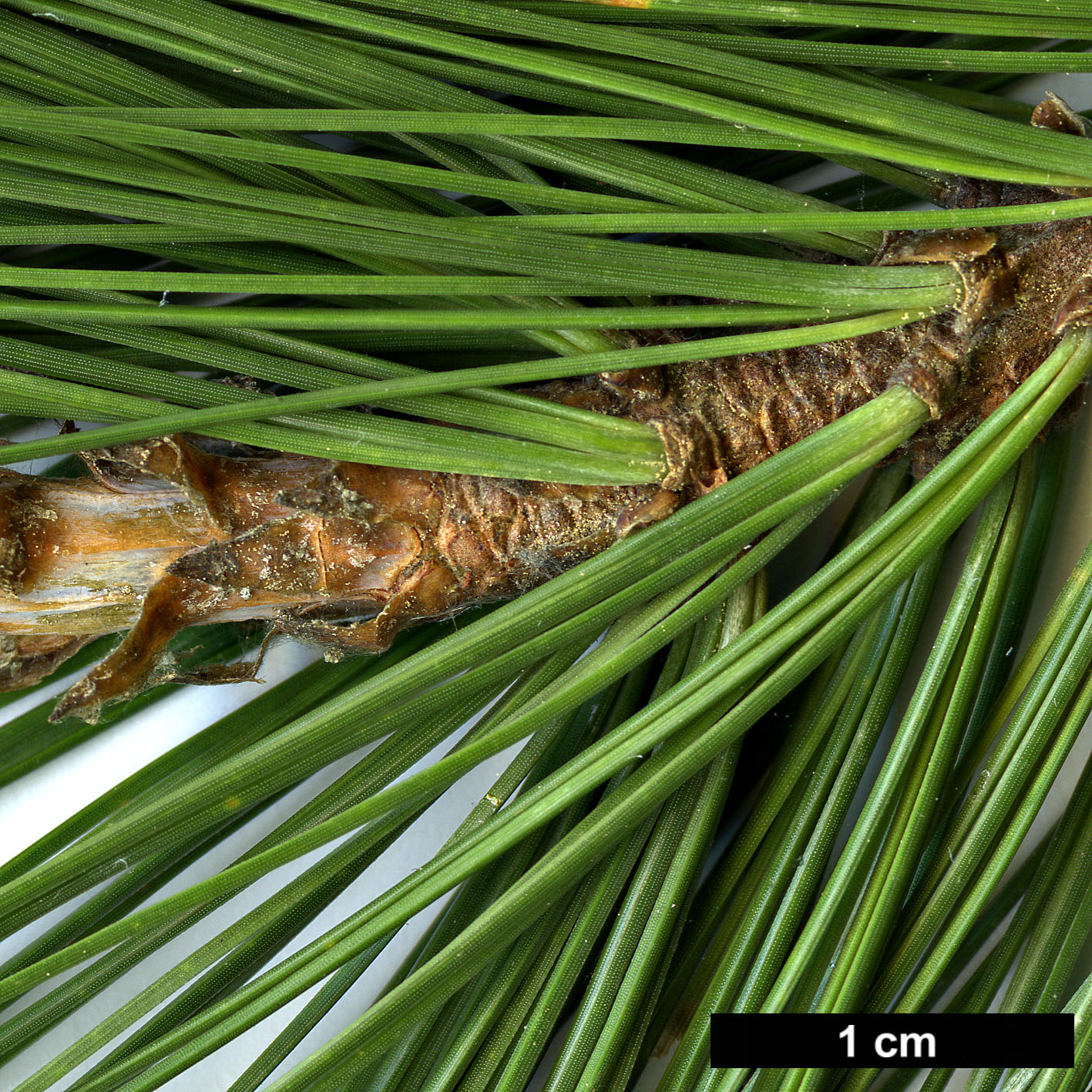 High resolution image: Family: Pinaceae - Genus: Pinus - Taxon: leiophylla