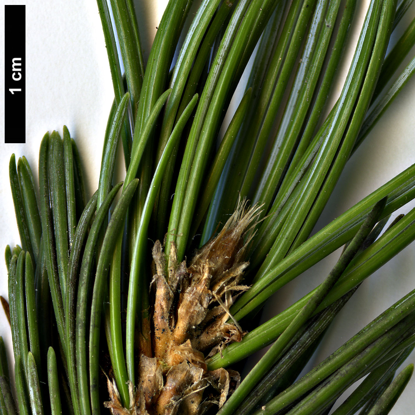 High resolution image: Family: Pinaceae - Genus: Pinus - Taxon: longaeva