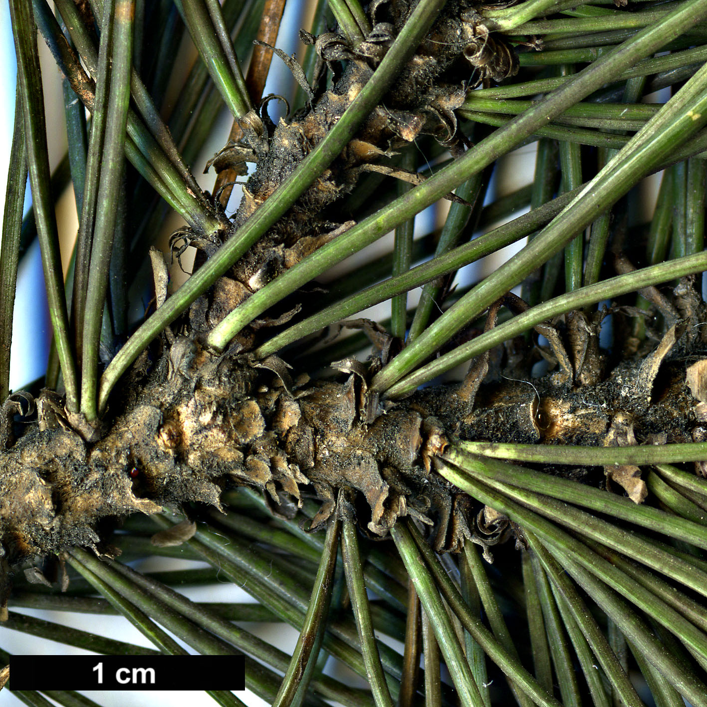 High resolution image: Family: Pinaceae - Genus: Pinus - Taxon: longaeva