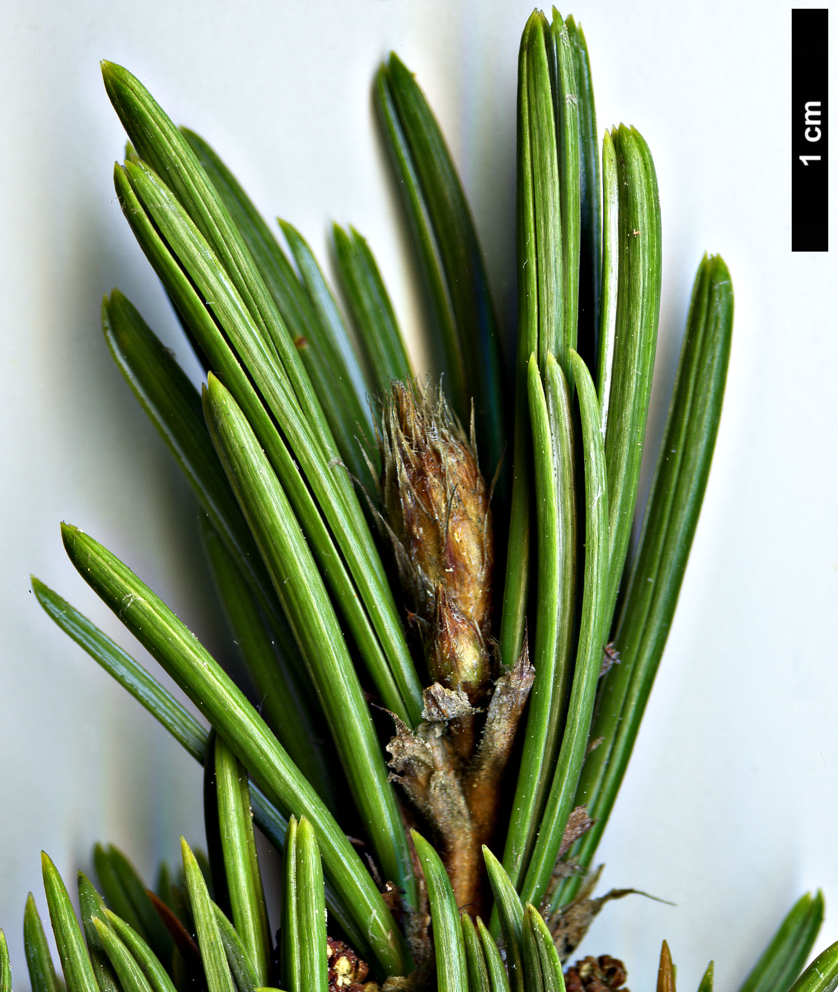 High resolution image: Family: Pinaceae - Genus: Pinus - Taxon: longaeva