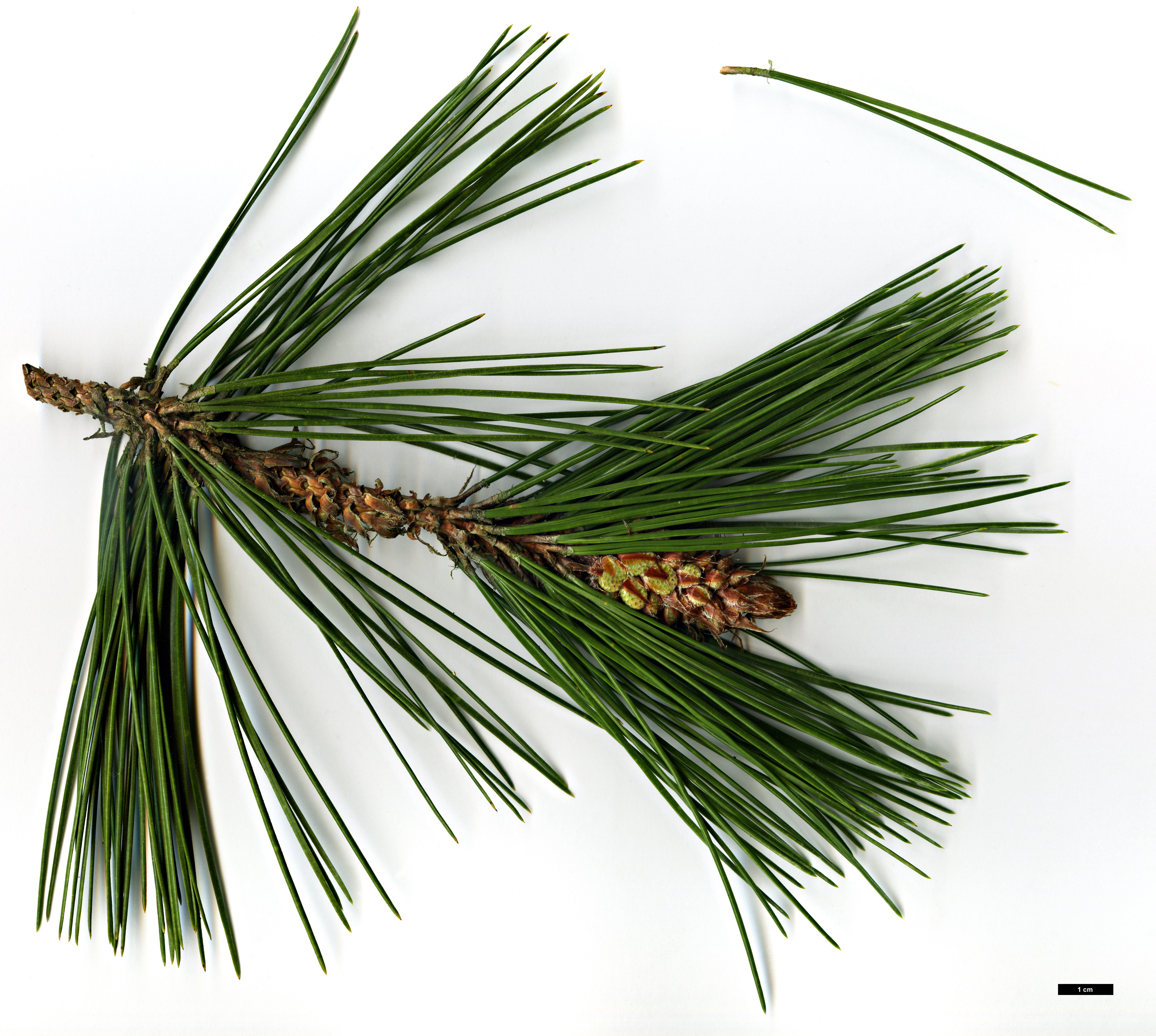 High resolution image: Family: Pinaceae - Genus: Pinus - Taxon: massoniana