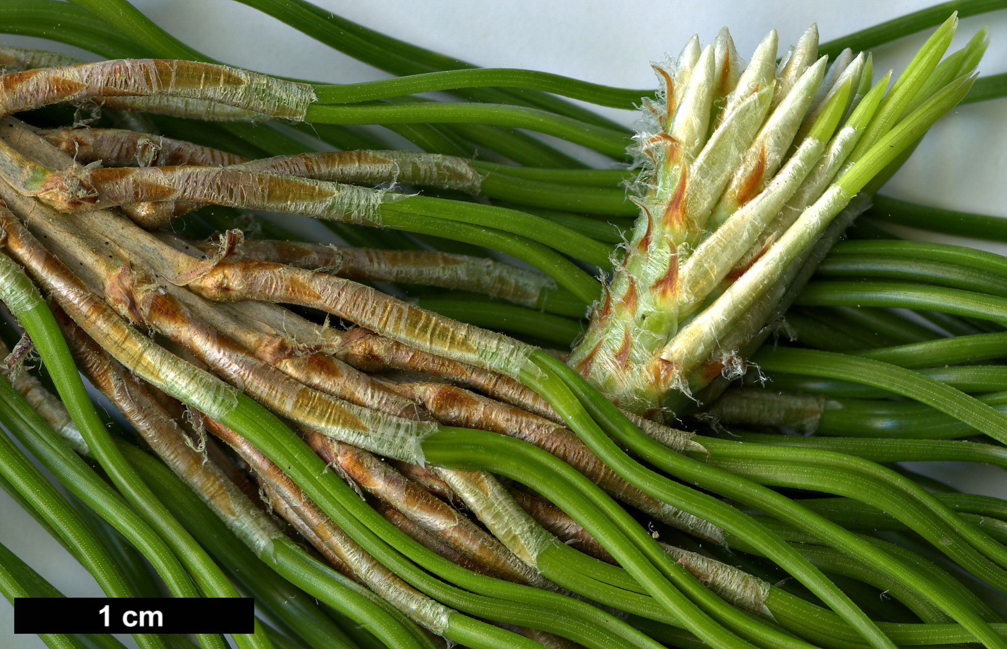 High resolution image: Family: Pinaceae - Genus: Pinus - Taxon: merkusii