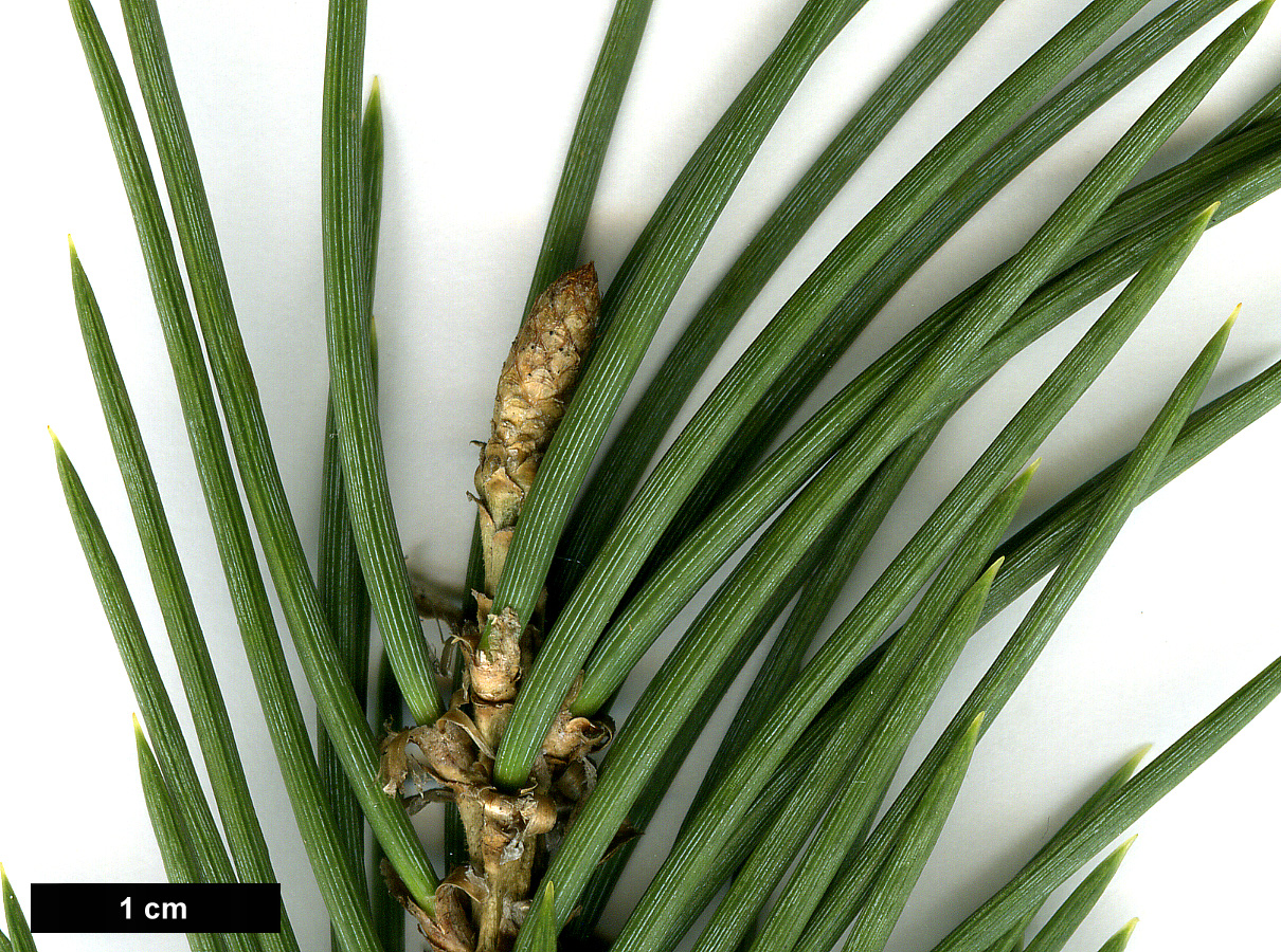 High resolution image: Family: Pinaceae - Genus: Pinus - Taxon: monophylla