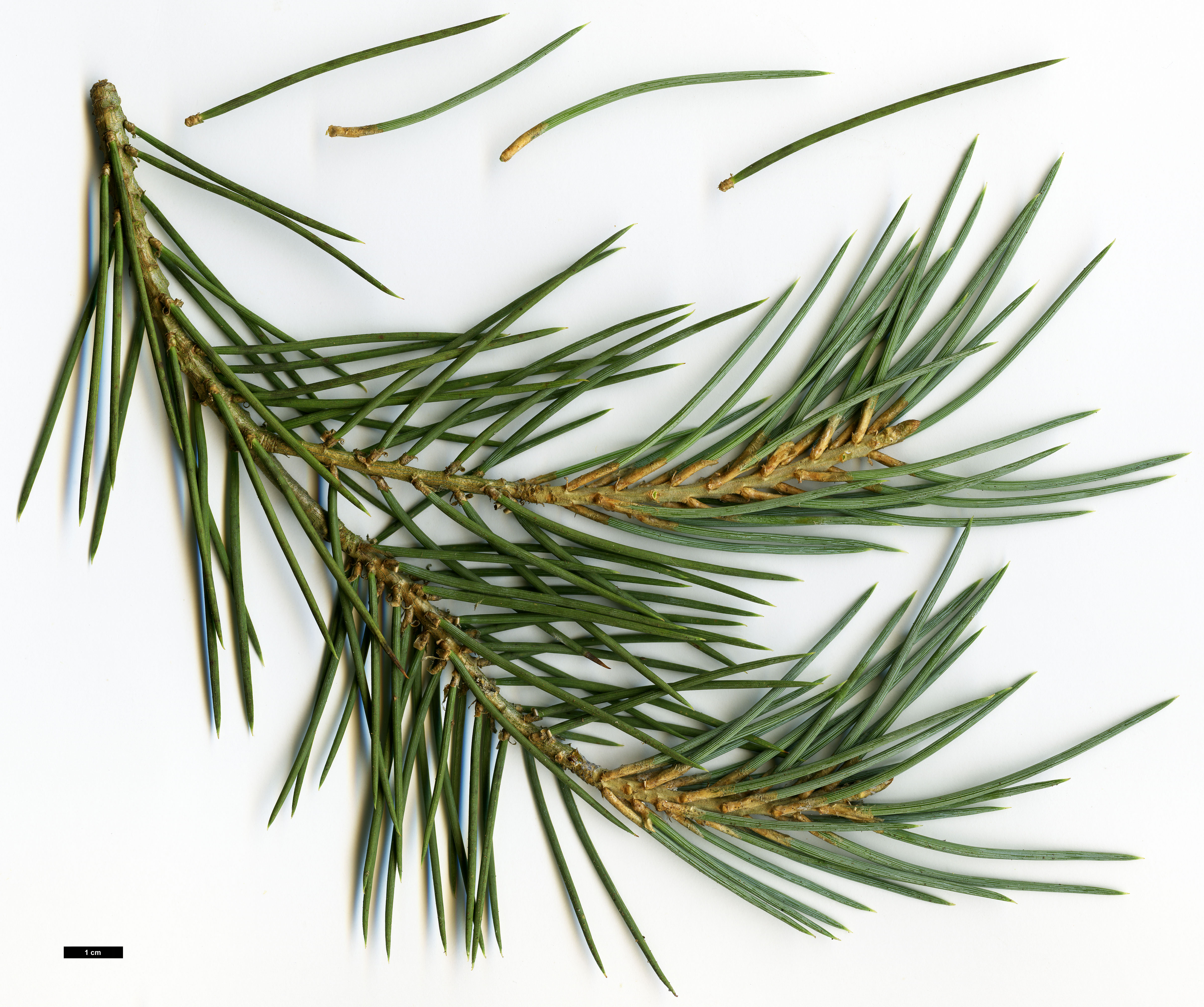 High resolution image: Family: Pinaceae - Genus: Pinus - Taxon: monophylla