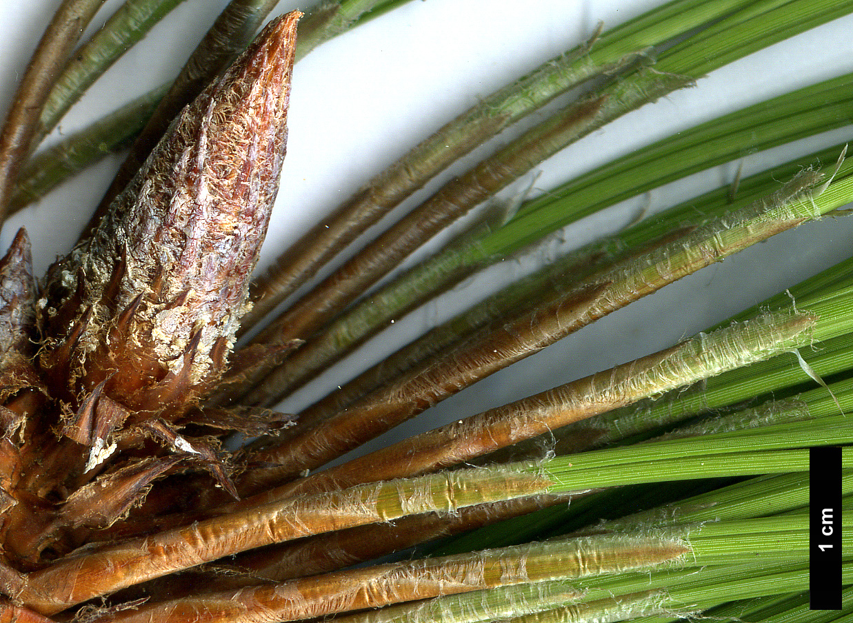 High resolution image: Family: Pinaceae - Genus: Pinus - Taxon: montezumae