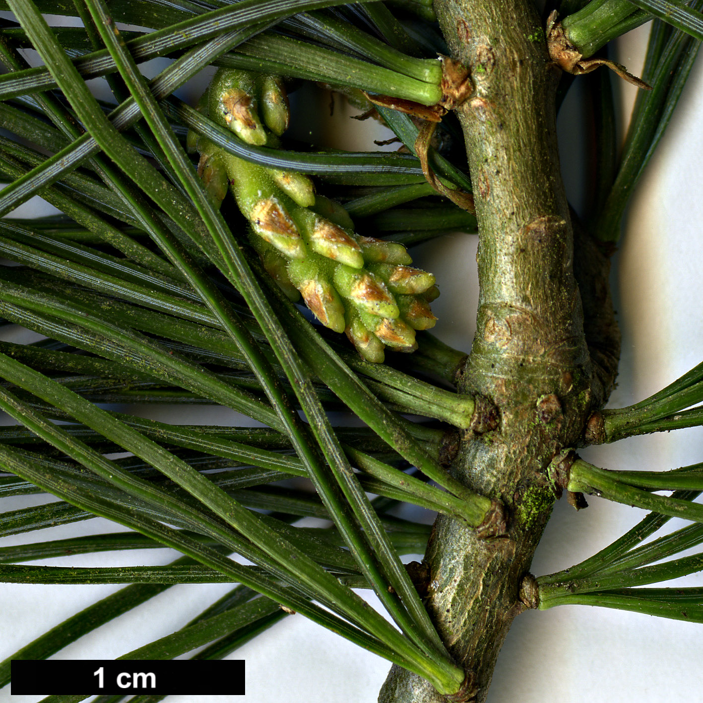 High resolution image: Family: Pinaceae - Genus: Pinus - Taxon: morrisonicola