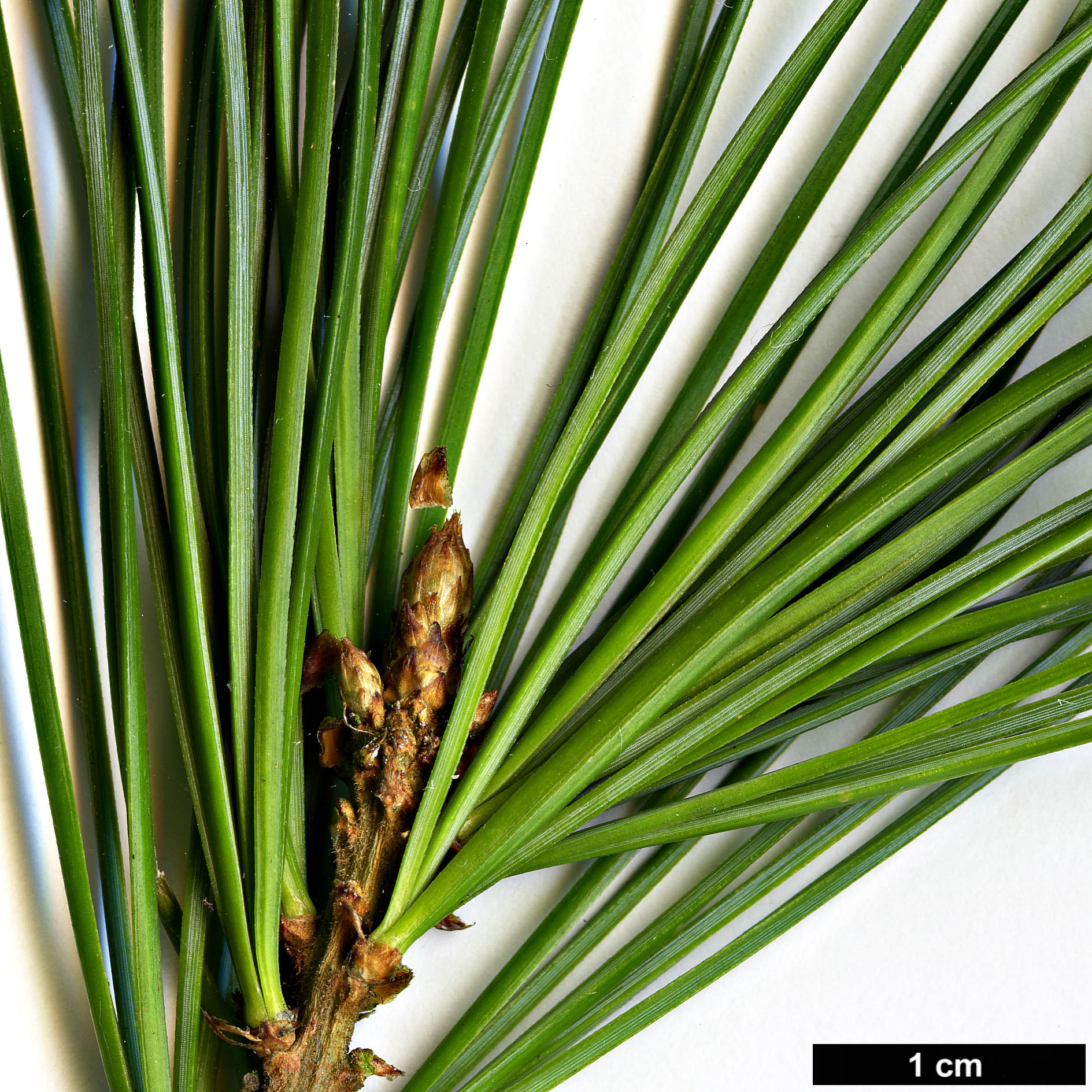 High resolution image: Family: Pinaceae - Genus: Pinus - Taxon: morrisonicola