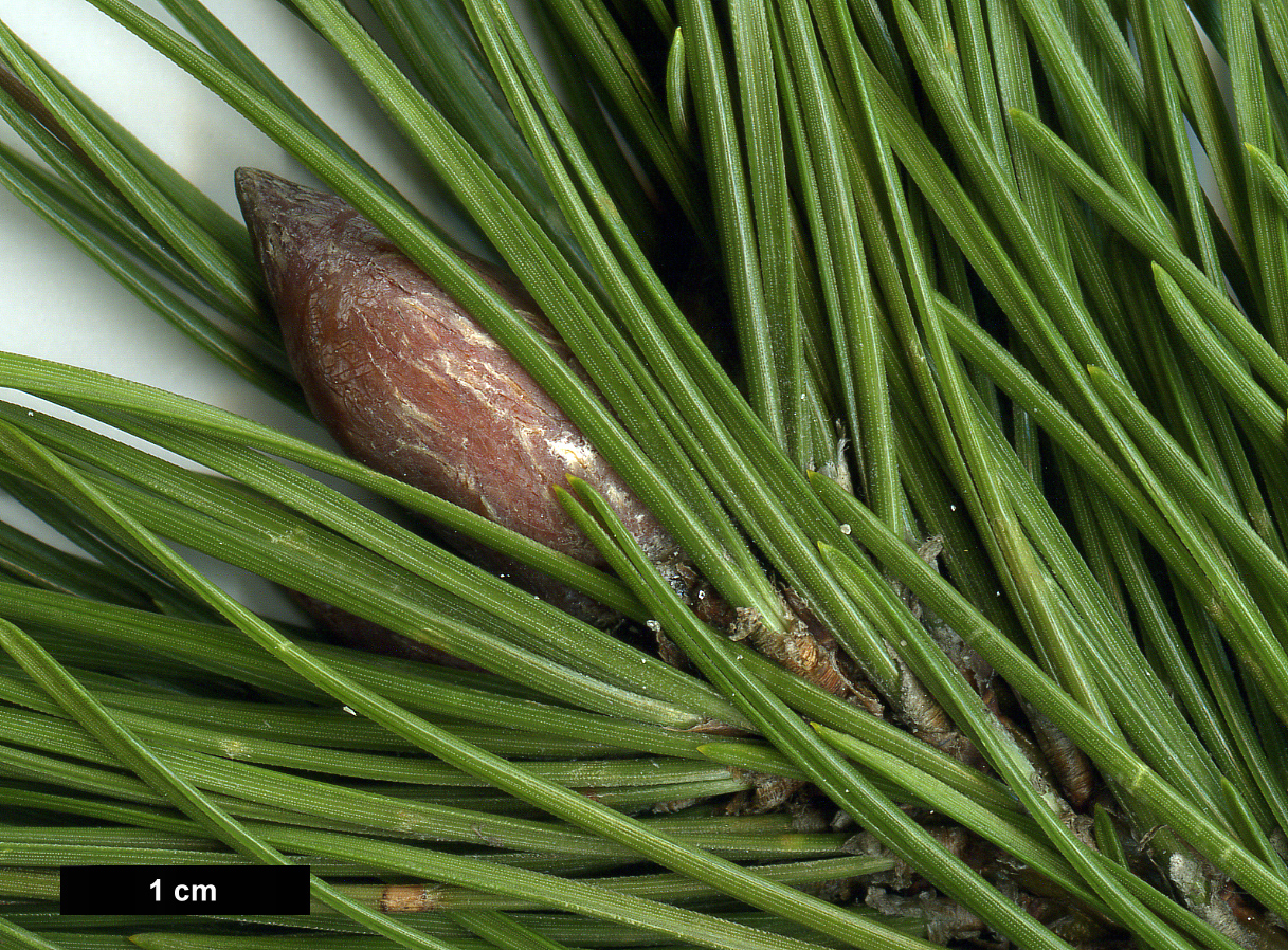 High resolution image: Family: Pinaceae - Genus: Pinus - Taxon: mugo