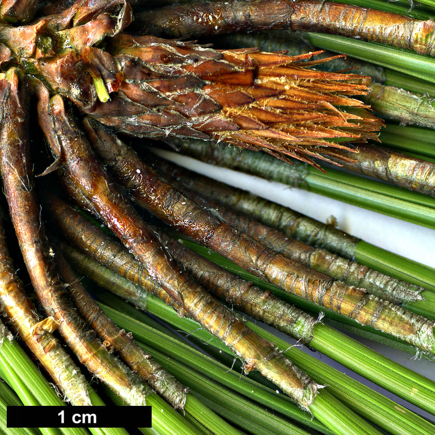 High resolution image: Family: Pinaceae - Genus: Pinus - Taxon: oocarpa