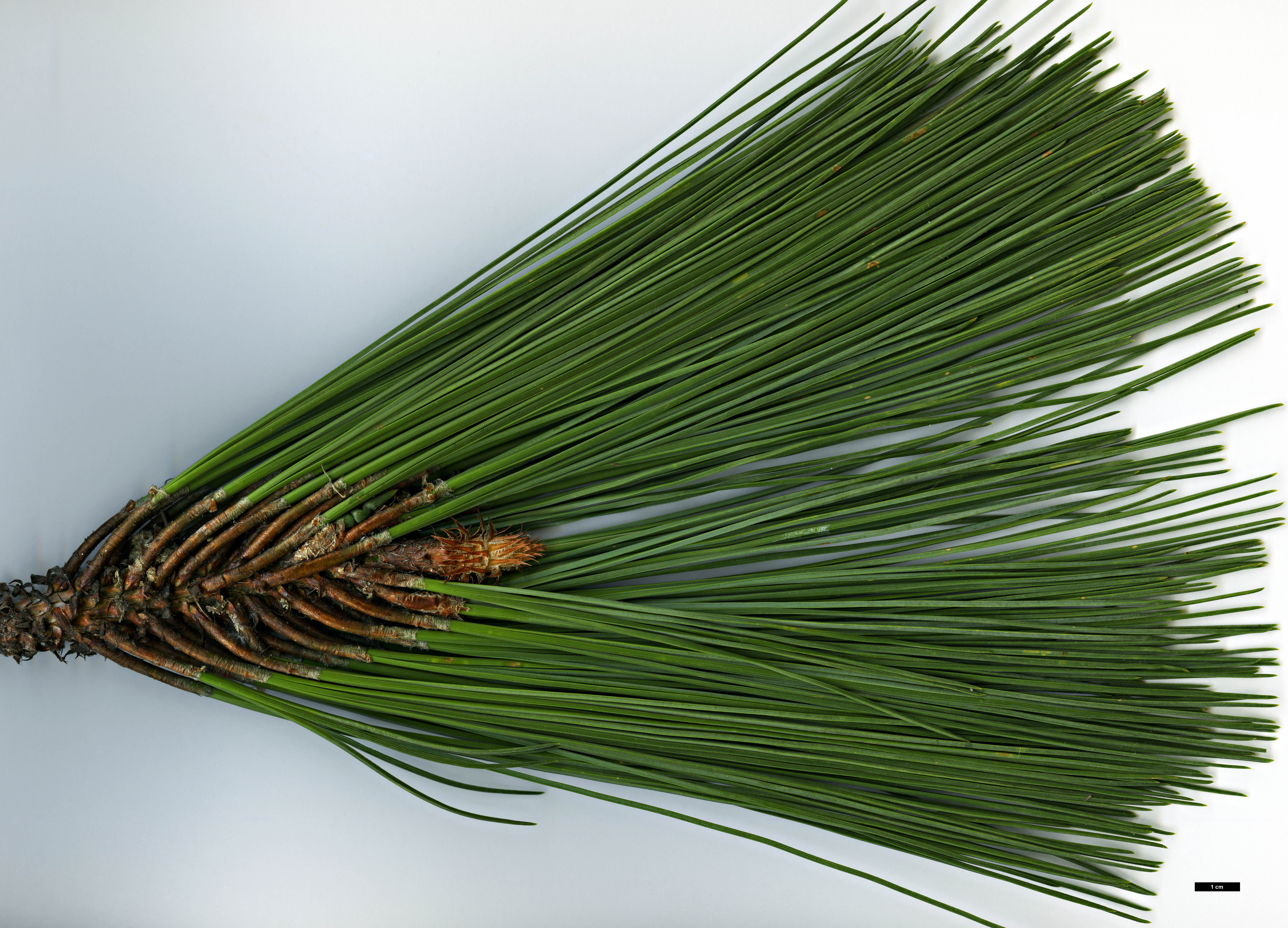 High resolution image: Family: Pinaceae - Genus: Pinus - Taxon: oocarpa