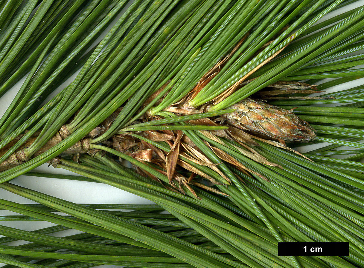 High resolution image: Family: Pinaceae - Genus: Pinus - Taxon: peuce