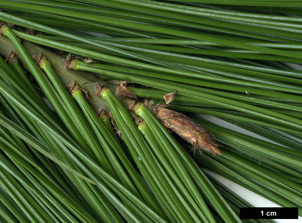 High resolution image: Family: Pinaceae - Genus: Pinus - Taxon: peuce