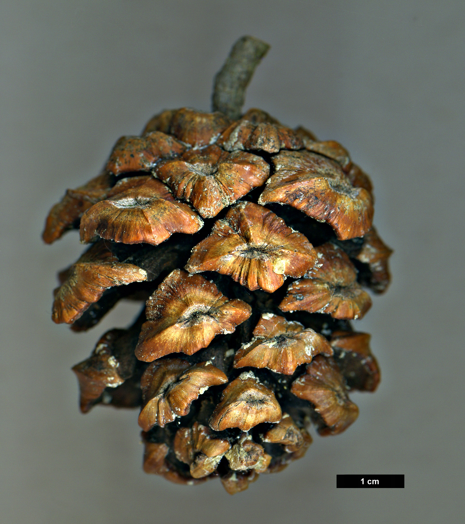 High resolution image: Family: Pinaceae - Genus: Pinus - Taxon: pinceana