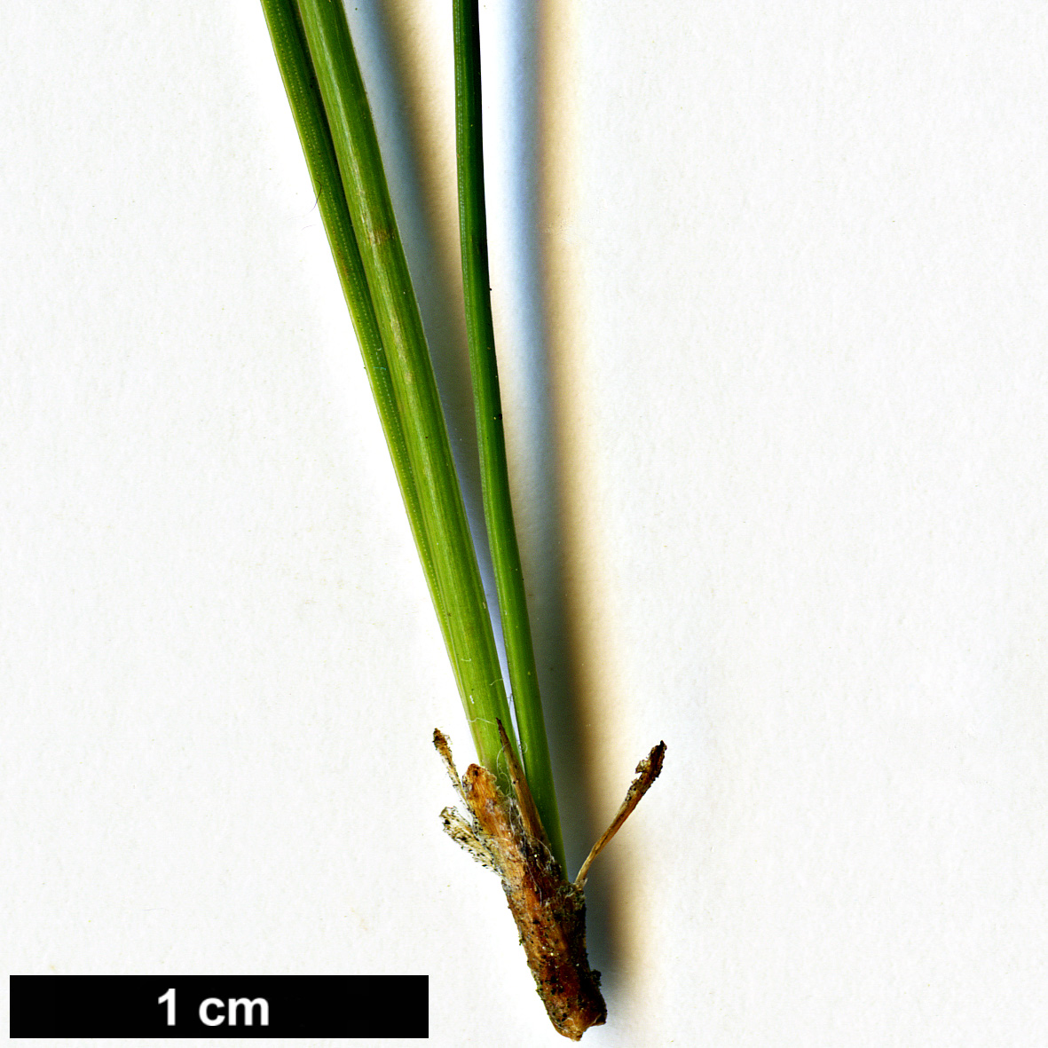 High resolution image: Family: Pinaceae - Genus: Pinus - Taxon: pinceana