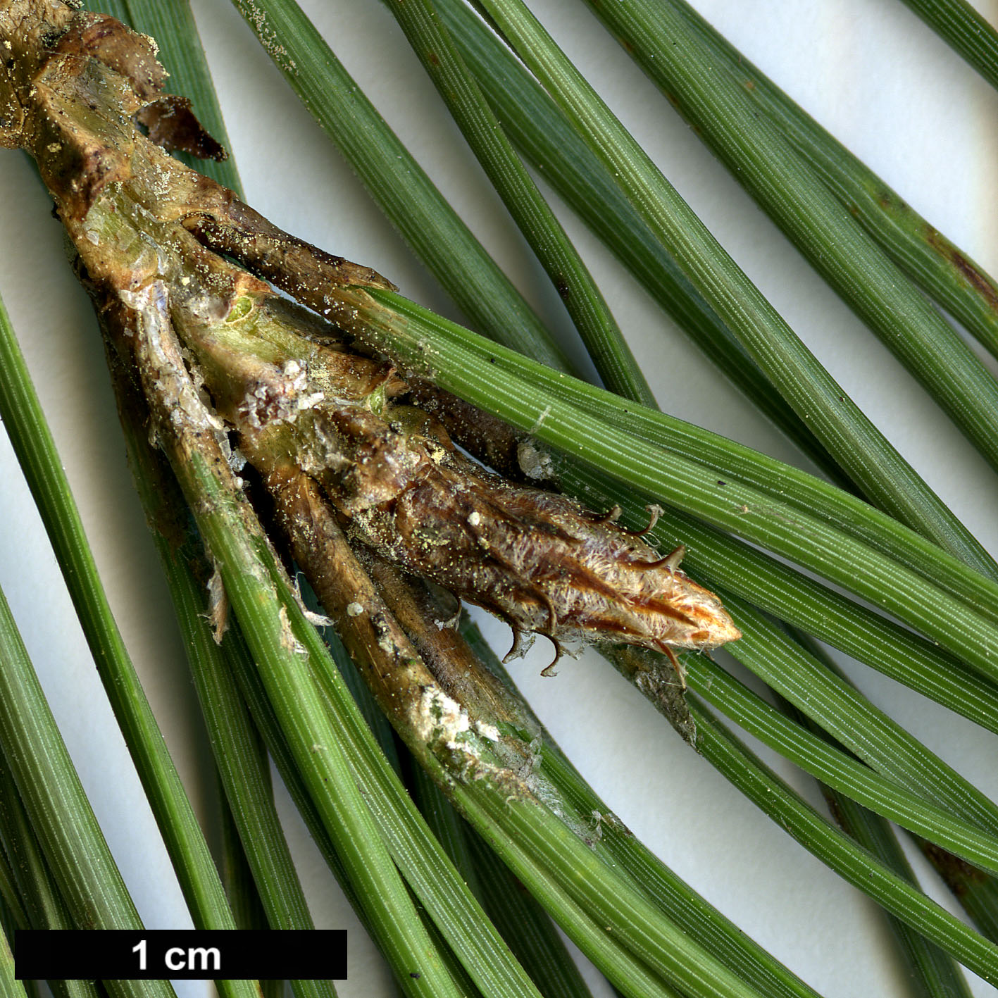 High resolution image: Family: Pinaceae - Genus: Pinus - Taxon: pinea