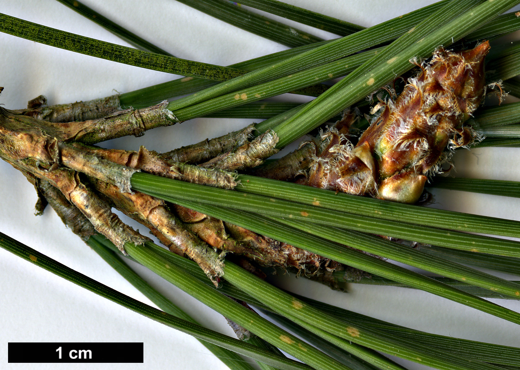 High resolution image: Family: Pinaceae - Genus: Pinus - Taxon: pinea