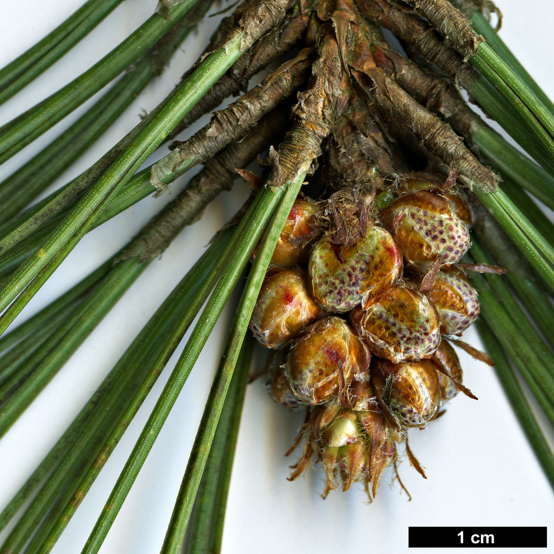 High resolution image: Family: Pinaceae - Genus: Pinus - Taxon: ponderosa