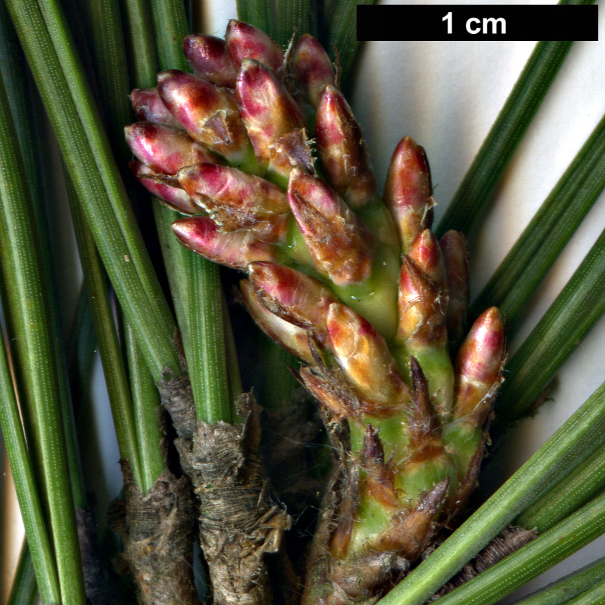 High resolution image: Family: Pinaceae - Genus: Pinus - Taxon: ponderosa