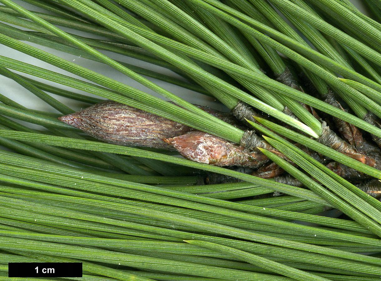 High resolution image: Family: Pinaceae - Genus: Pinus - Taxon: ponderosa