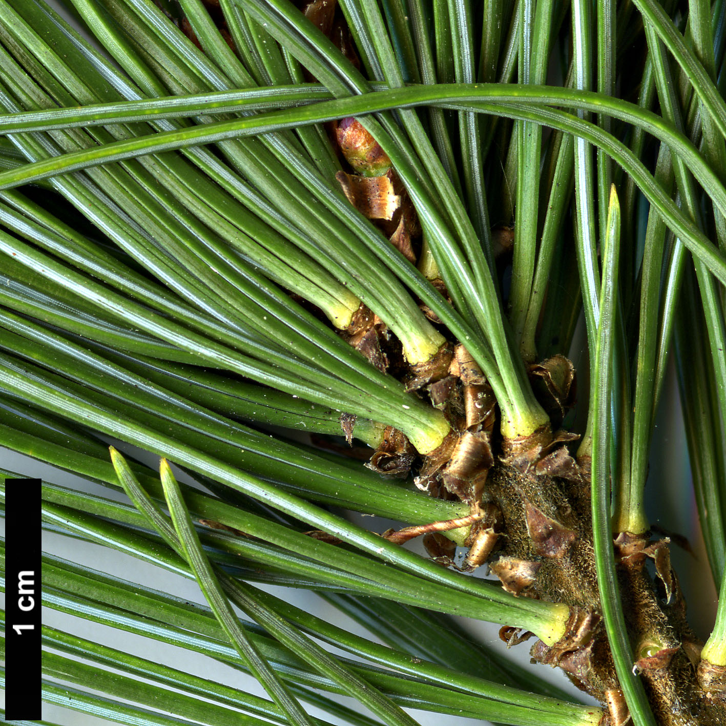 High resolution image: Family: Pinaceae - Genus: Pinus - Taxon: pumila - SpeciesSub: 'Compacta'