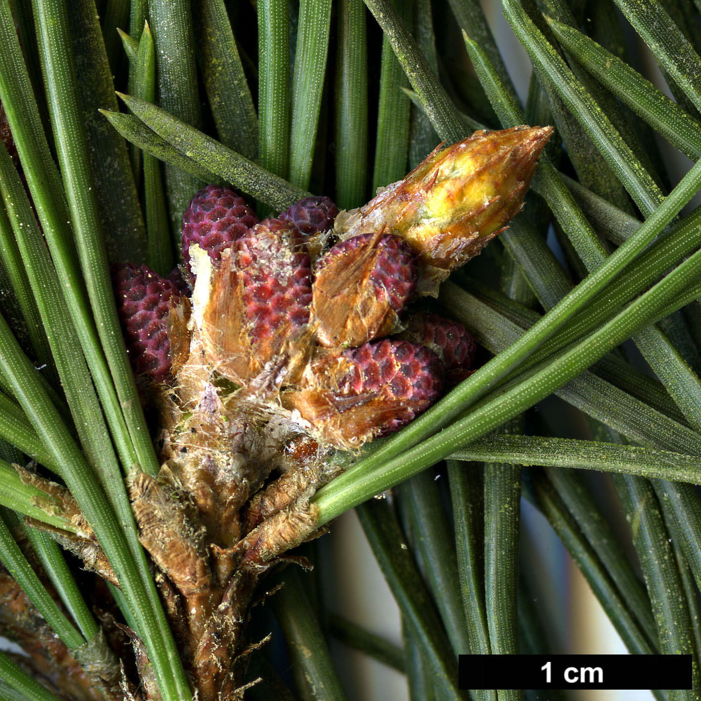 High resolution image: Family: Pinaceae - Genus: Pinus - Taxon: pungens