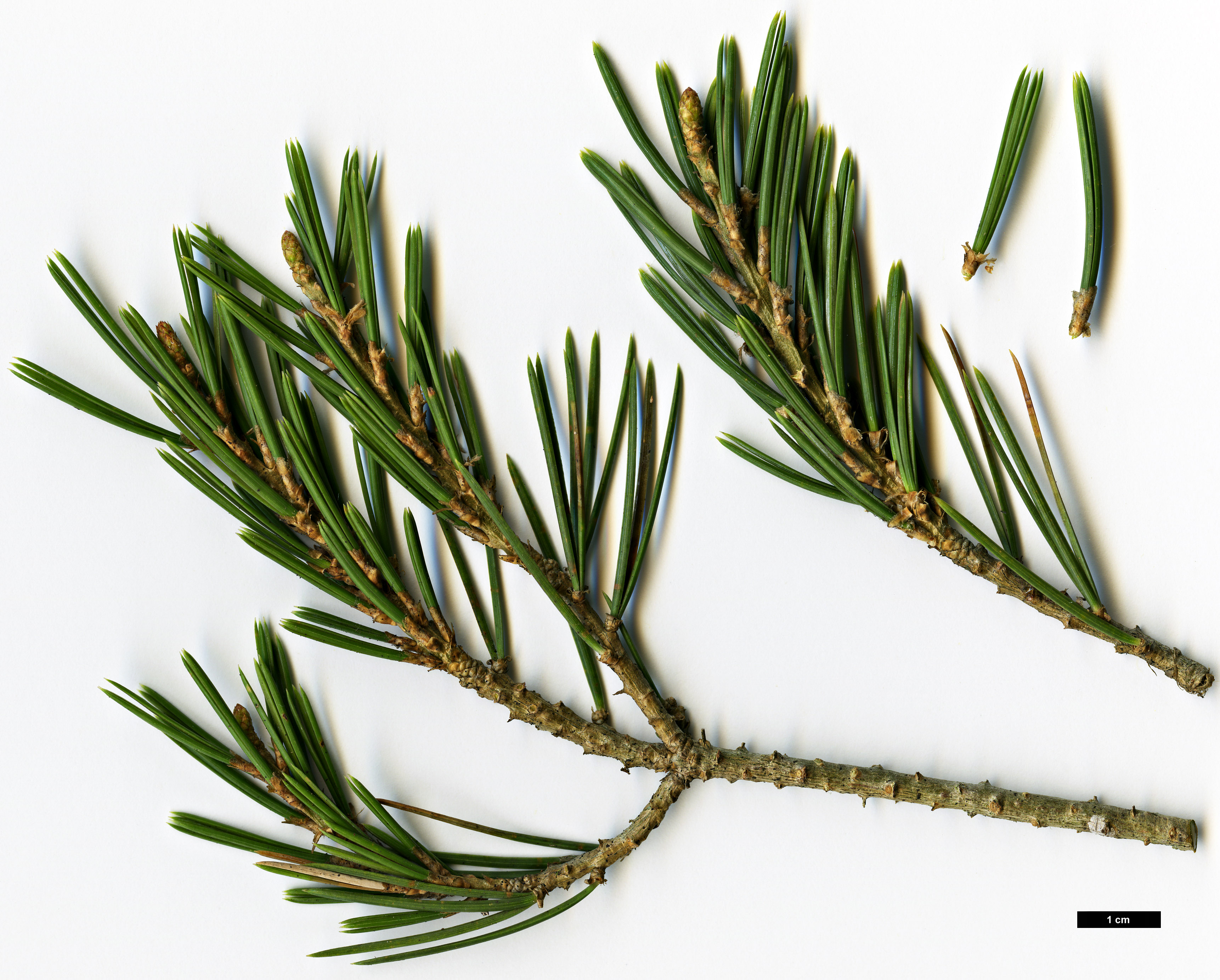 High resolution image: Family: Pinaceae - Genus: Pinus - Taxon: quadrifolia