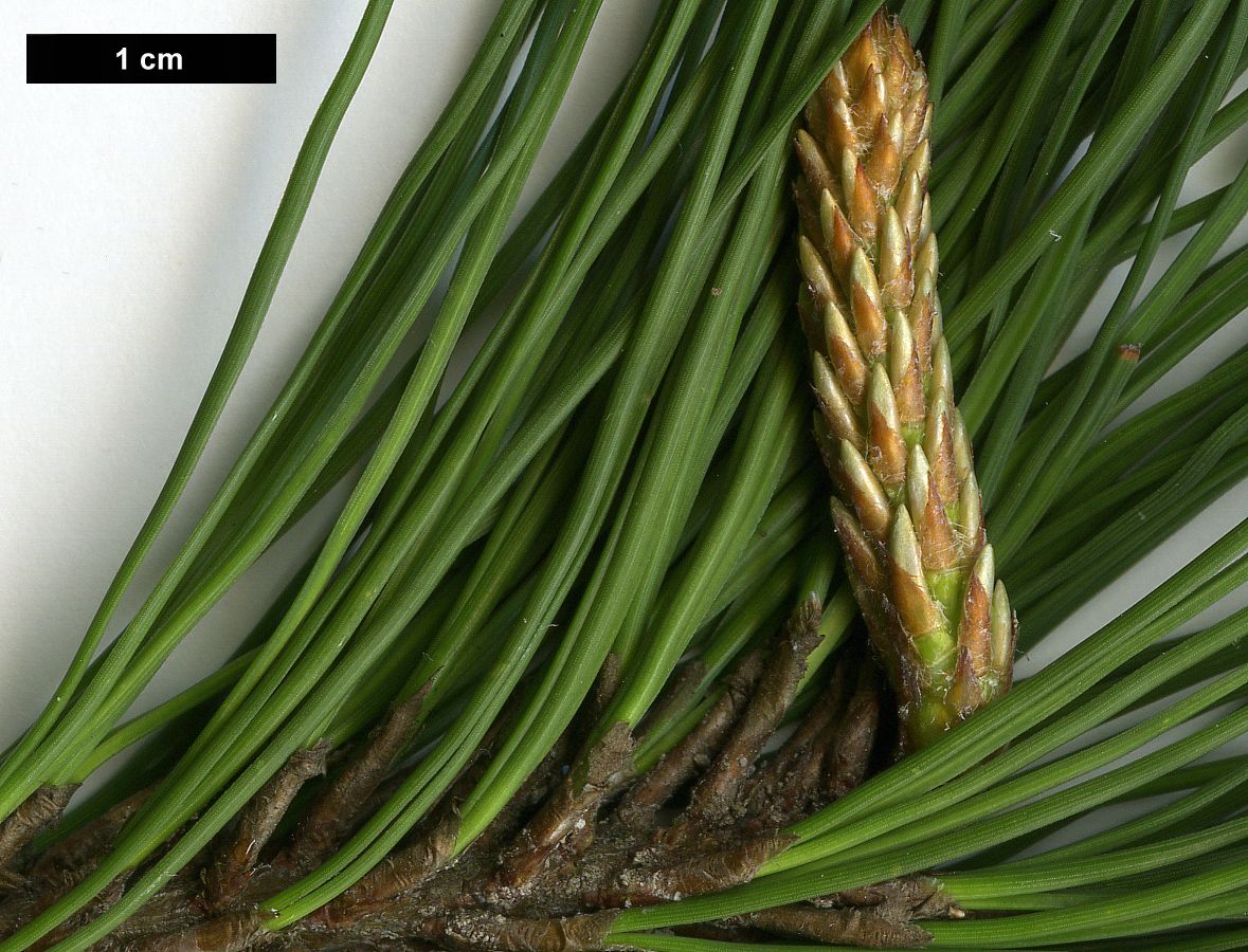 High resolution image: Family: Pinaceae - Genus: Pinus - Taxon: radiata