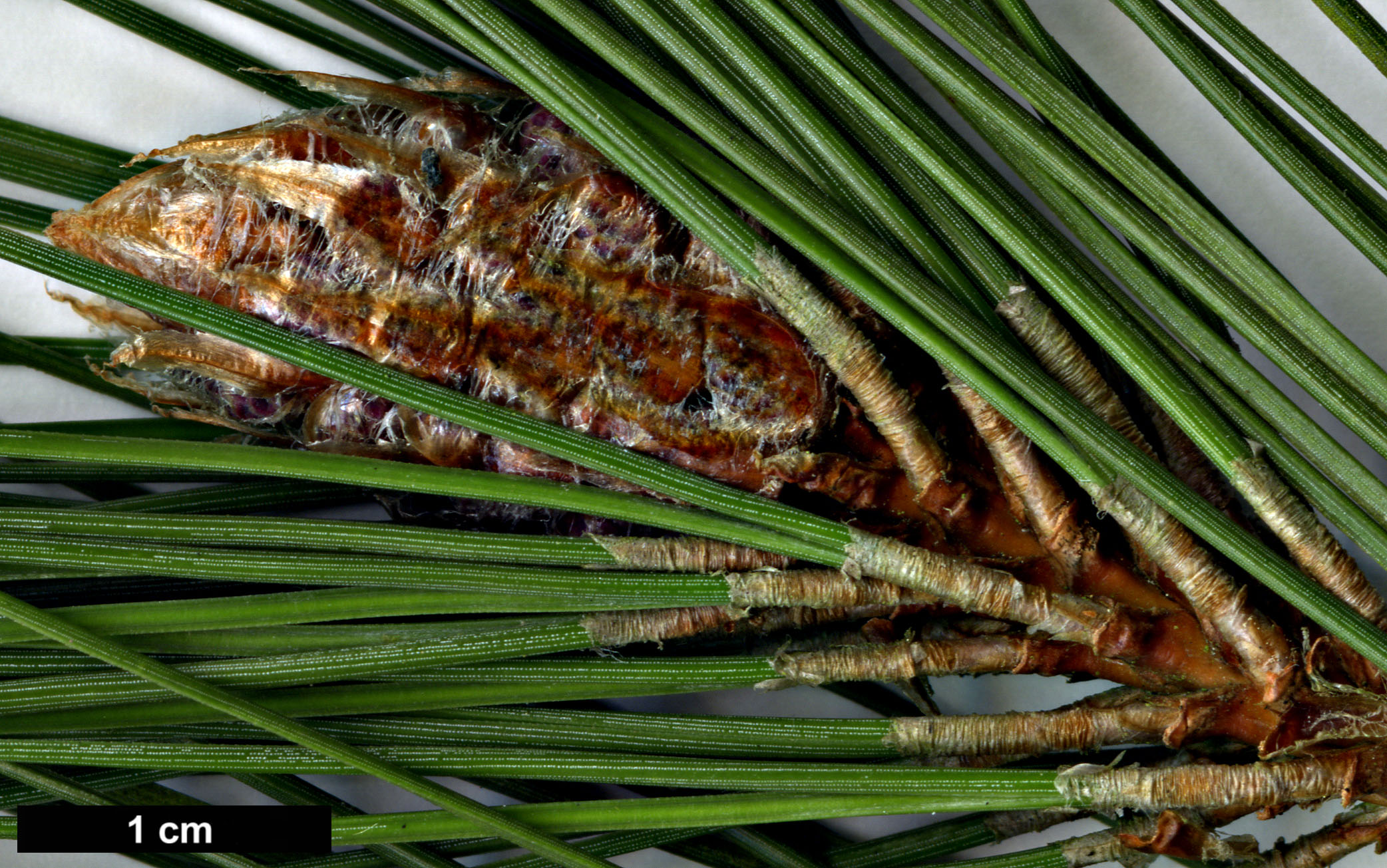 High resolution image: Family: Pinaceae - Genus: Pinus - Taxon: resinosa